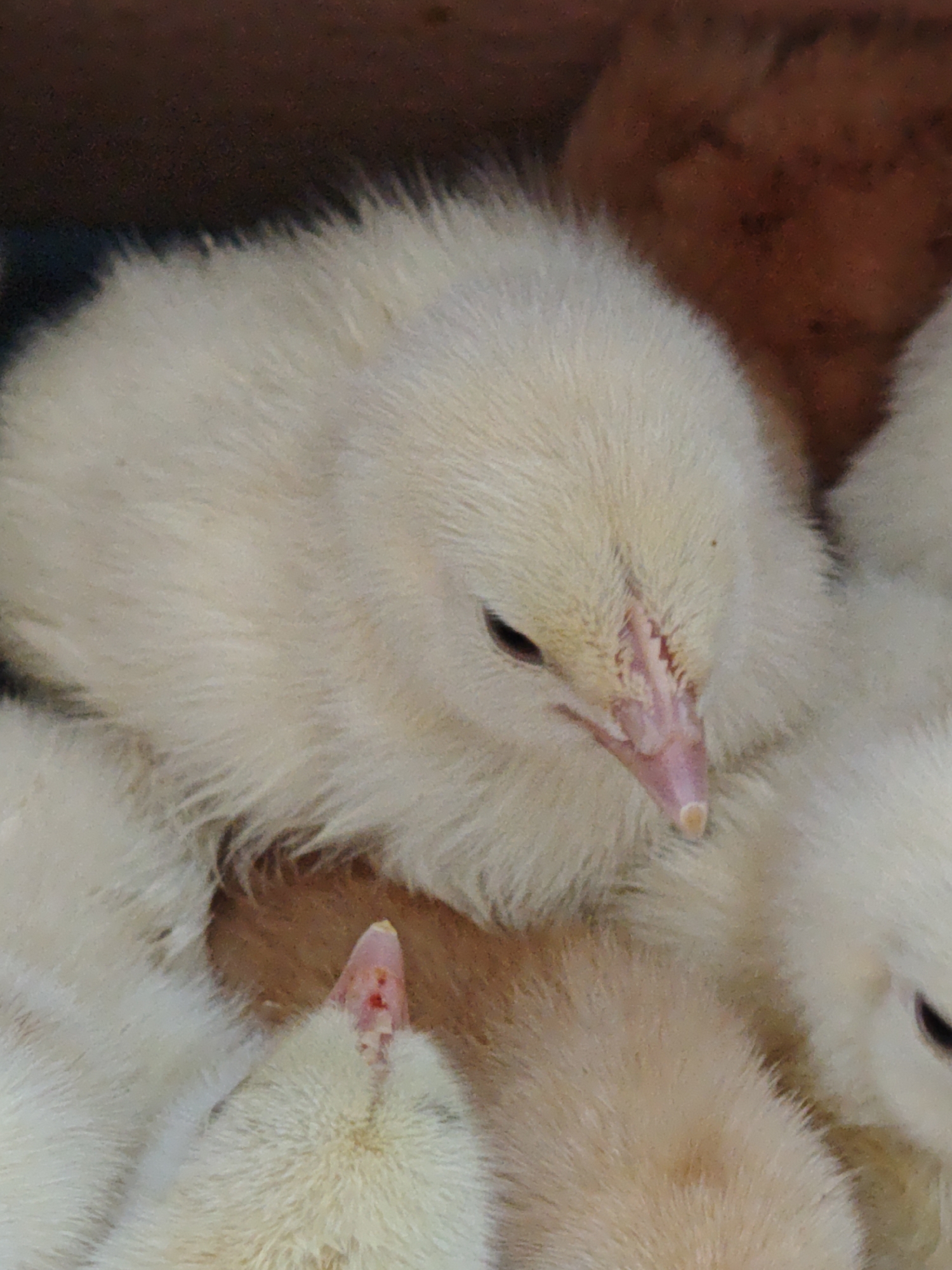 The image shows a close-up of several newly hatched chicks huddled together. The majority of the chicks are a pale yellow or white color. Their fluffy down feathers are visible, and their small beaks are pink. One chick has a slight red mark on its beak. The chicks appear to be in an indoor setting, possibly a brooder box or similar container. There is no context regarding Parkhomivka, Ukraine.