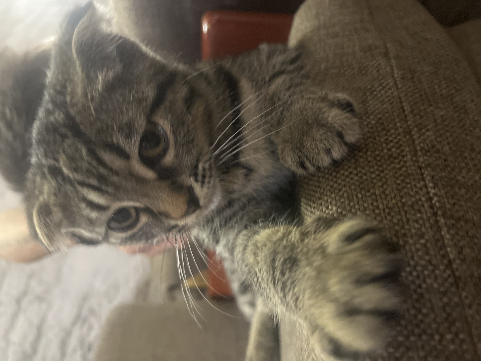 A close-up, eye-level shot captures a tabby kitten resting on a textured, neutral-colored couch. The kitten's body is mostly out of frame, with its head and front paw prominently featured. The kitten's fur is a mix of grey, black, and brown stripes, typical of a tabby pattern. Its ears are partially folded, suggesting a breed like a Scottish Fold. The kitten's eyes are open and directed downwards and to the left, with a curious or perhaps somber expression. Long, white whiskers extend from its muzzle. One of its front paws, with visible claws, rests on the couch in the foreground, creating a sense of depth and focus. The background is softly blurred, showing hints of furniture in muted tones, including what appears to be a red chair and other beige upholstery. The lighting is dim and warm, suggesting an indoor setting, possibly a living room. There is no information in the image to indicate the location in Tbilisi, Georgia.