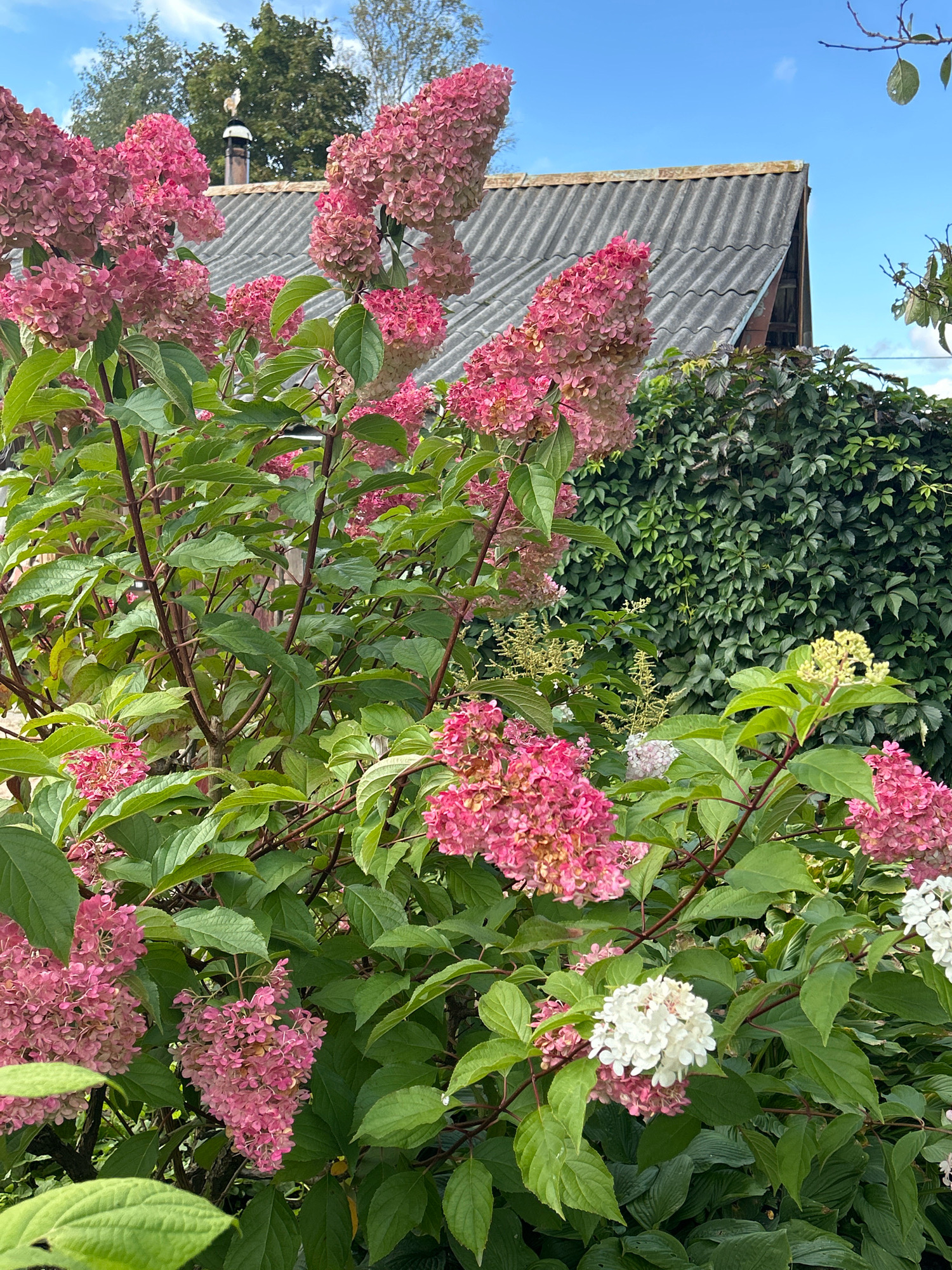 The image depicts a close-up view of a flowering shrub with large, pink hydrangea blooms and lush green leaves. In the background, a gray, corrugated roof of a building is visible, with a section of a chimney on top. To the right of the roof, a dense wall of green ivy covers another structure. The sky above is a clear blue with a few wispy clouds. The scene appears to be an outdoor setting, likely a garden or yard, within the Азінскі сельскі Савет in Belarus. There are no people or animals present in the image.