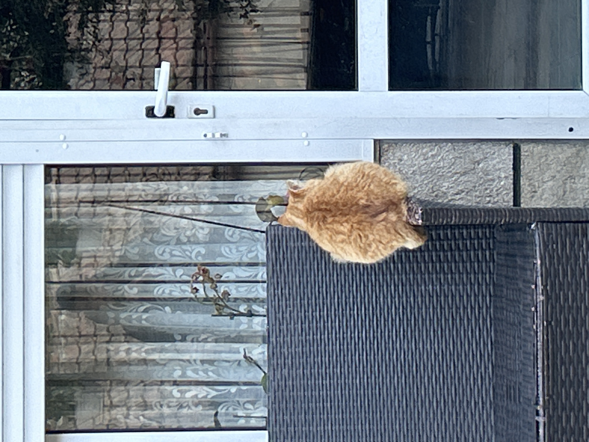 A medium shot depicts an orange cat perched on the edge of a dark, woven outdoor chair. The chair sits directly in front of a white-framed window. The window has a patterned curtain partially drawn, revealing a glimpse of a plant stem with a flower. The background includes a brick facade. The image's location is unknown, and there are no indicators of it being in Zlatograd, Bulgaria.