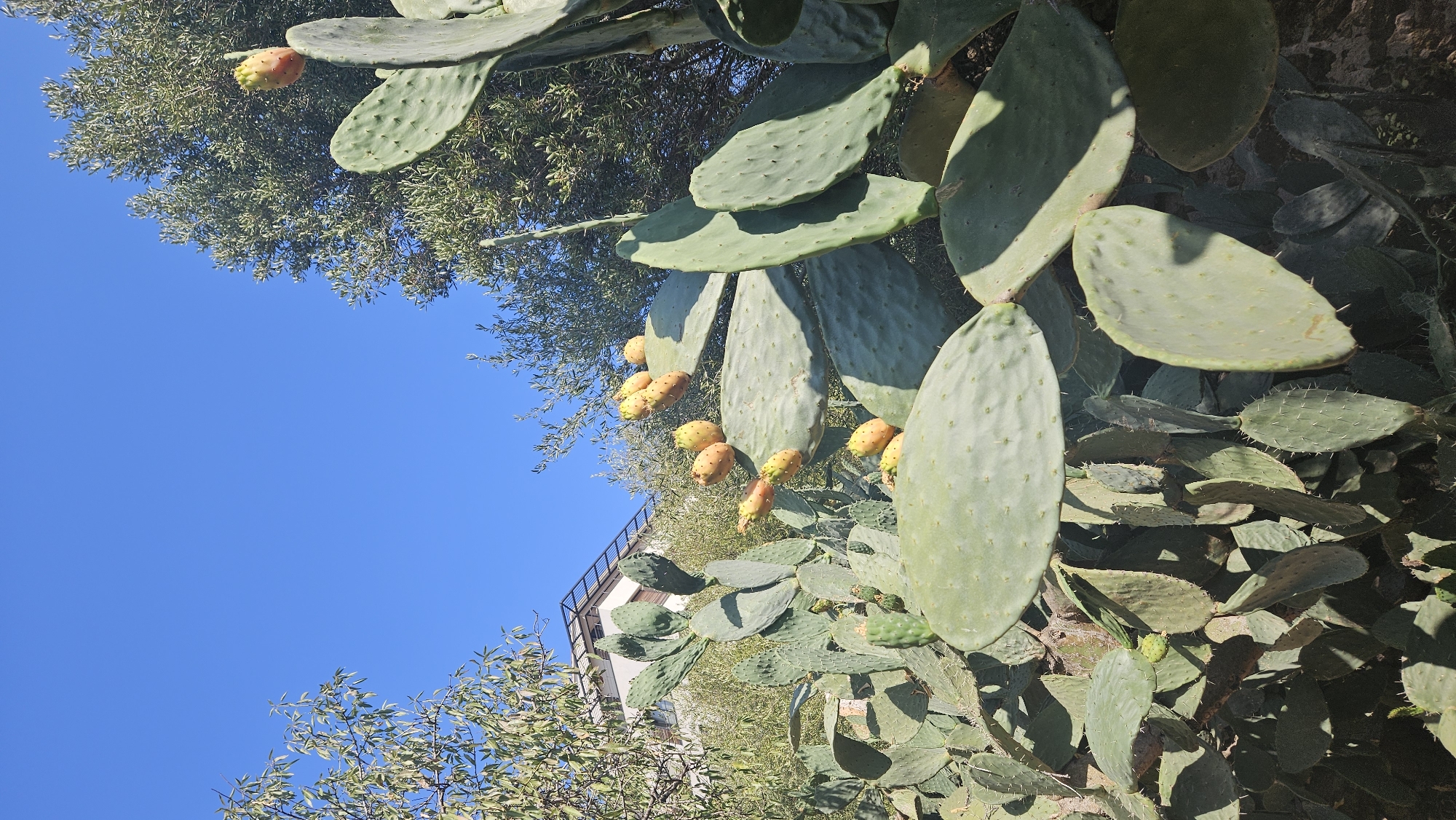 A low-angle, outdoor shot depicts a prickly pear cactus against a clear blue sky, with hints of buildings and other vegetation in the background. The cactus is laden with ripe, yellow-orange fruits, or prickly pears. The foreground is dominated by the cactus pads, some of which are large and flat, while others are smaller and more elongated. The pads are green and have a slightly textured surface with visible spines. Several prickly pears are clustered on the upper pads, appearing as oblong fruits with spiny exteriors. In the mid-ground, a building with a multi-level roof structure is partially visible through the cactus and trees. Lush green foliage from other plants, possibly olive trees, surrounds the cactus and partially obscures the building. The overall impression is of a sunny day in a Mediterranean-like environment, consistent with the region of L'Île-Rousse, France, known for its arid climate and vegetation.
