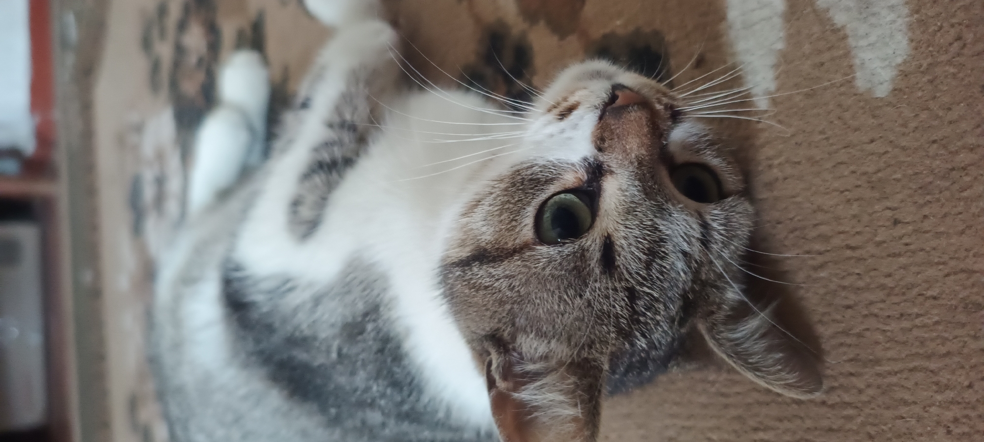 A close-up, slightly angled shot shows a domestic shorthair cat lying on its back on a patterned carpet. The cat has a tabby and white coat. Its eyes are green and open, and its whiskers are prominent. The cat's head is tilted to the left. The background is blurred, showing a hint of furniture and a red-colored object. The lighting is dim.