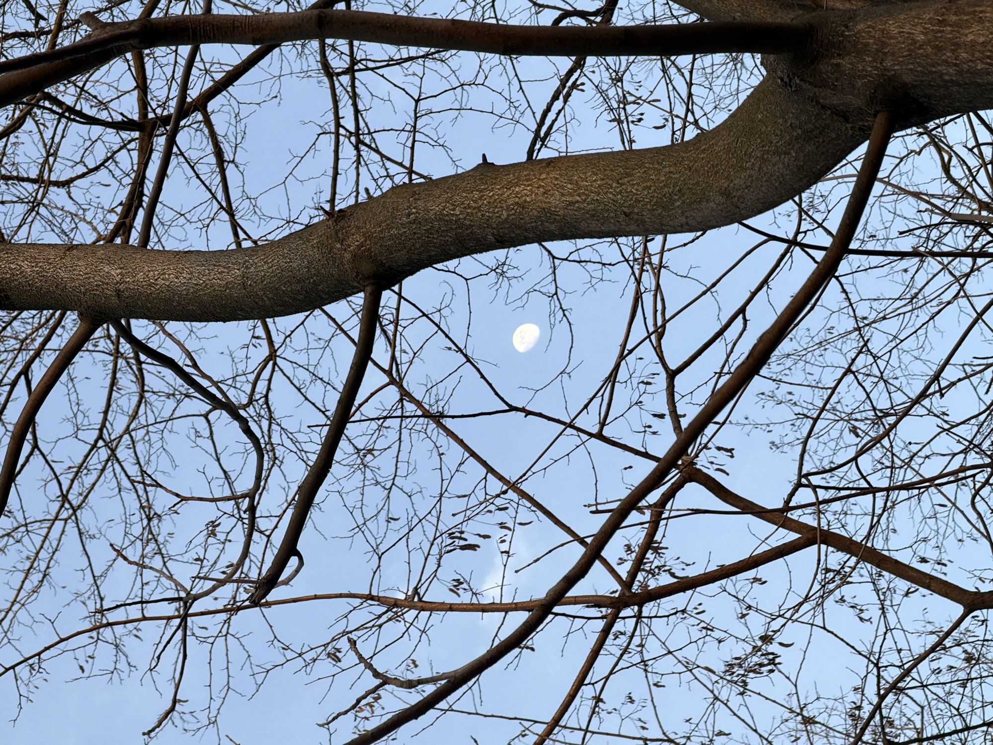 The image captures an upward view of the sky through the bare branches of deciduous trees in Rostov-on-Don, Russia. The sky is a clear, light blue with minimal, faint white cloud formations. A distinct, waxing gibbous moon, appearing off-white, is visible in the upper-middle left portion of the frame. A thick, textured, grey-brown tree trunk, exhibiting an upward curve, occupies the right side of the image. Numerous bare branches, varying in thickness and color from dark brown to reddish-brown, extend across the entire frame, forming a dense network against the sky. Many of these branches display small, dark, elongated seed pods. No human figures or man-made structures are present. The scene is illuminated by natural light, consistent with twilight or late afternoon conditions.