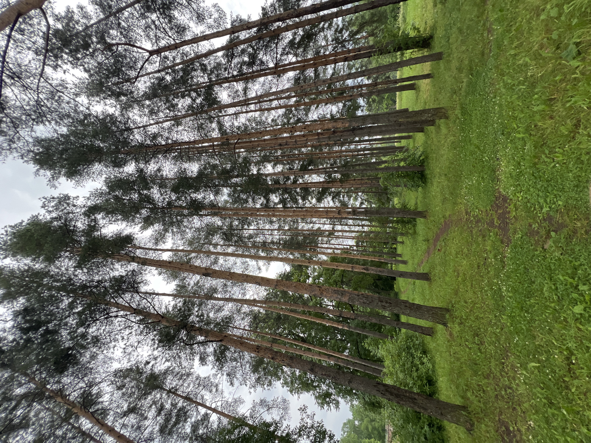 The image depicts a low-angle shot looking up at a dense stand of tall pine trees in the city of Pushkin, Russia. A dirt path winds through a lush green grassy area dotted with small white flowers, leading into the forest. The sky is overcast. The trees are predominantly coniferous with rough, reddish-brown bark and dark green needles. The overall impression is one of a natural, somewhat wild, parkland setting.