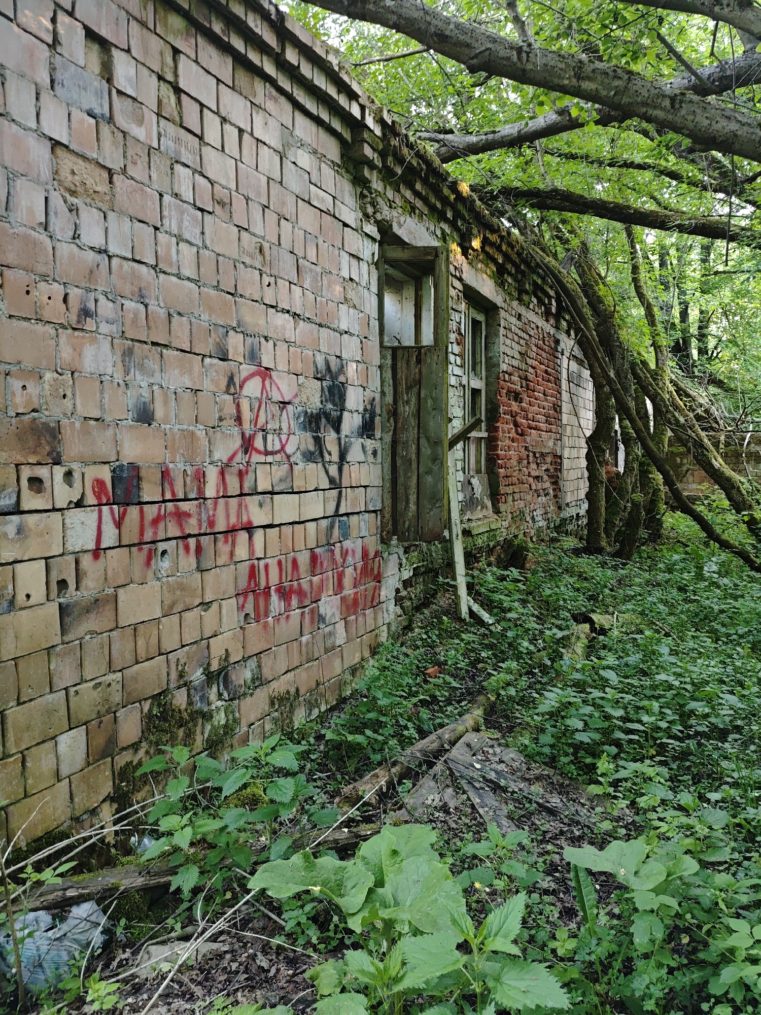 The image depicts a dilapidated brick building overgrown with vegetation in Боровково, Russia. The building's brick wall is partially covered in red graffiti, including an anarchy symbol. A boarded-up doorway and windows are visible. Trees and dense foliage surround the structure. The ground is covered with greenery, including nettles. The overall impression is one of abandonment and decay.