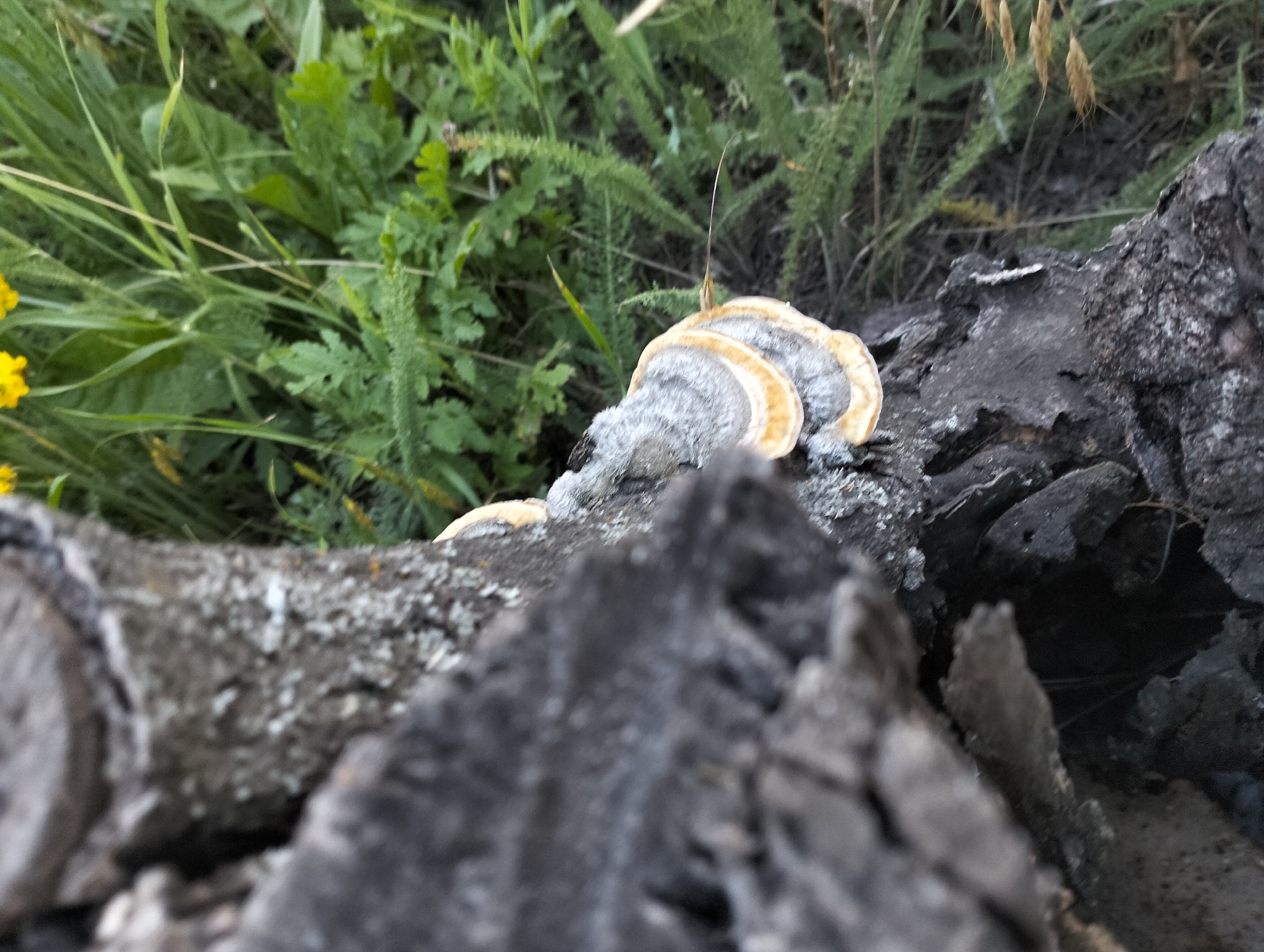 A close-up, eye-level shot shows a shelf fungus growing on a fallen log in an outdoor, natural setting. The fungus, a type of bracket fungus, displays concentric rings of gray and tan on its visible upper surface, with lighter tan edges. It is attached to a rough, dark-colored log which appears to be decaying. The log is partially covered in a light gray, lichen-like growth. In the background, out of focus, are green grasses and other wild vegetation. The lighting suggests it is daytime, with soft, diffused light. The scene is devoid of any human presence or activity.