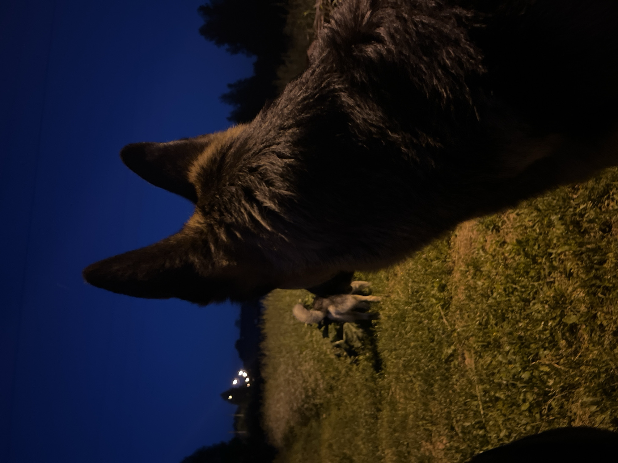 The image shows two dogs in a grassy field at dusk. The dog in the foreground is larger and appears to be a German Shepherd, seen from behind. Its head is turned to the left, with one ear visible. The second dog, smaller and lighter in color, is in the middle ground, facing away from the camera. It is in a grassy area dotted with small white flowers. In the background, there are silhouetted trees and distant lights, possibly from a settlement. The sky is a deep blue, indicating nighttime is approaching. No specific landmarks within Nizhny Tagil, Russia, are identifiable.