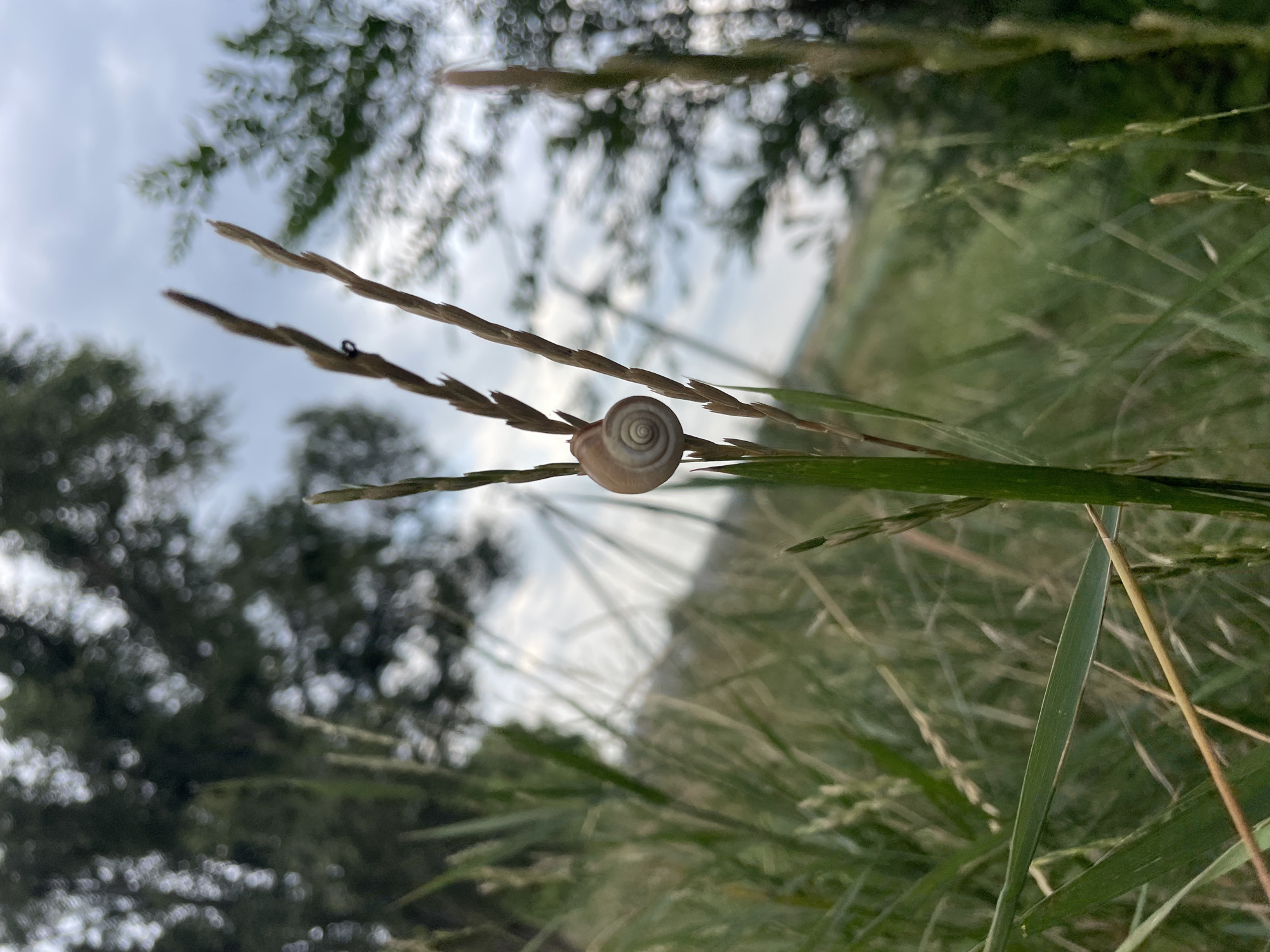 A snail is perched on a blade of grass in a field under a cloudy sky. The snail is light brown with a spiraled shell. The grass is tall and green, with some dry stalks mixed in. In the background, trees are visible, their leaves blurred by the distance. The overall impression is one of a peaceful, natural setting. The image was captured in Cahul, Moldova.