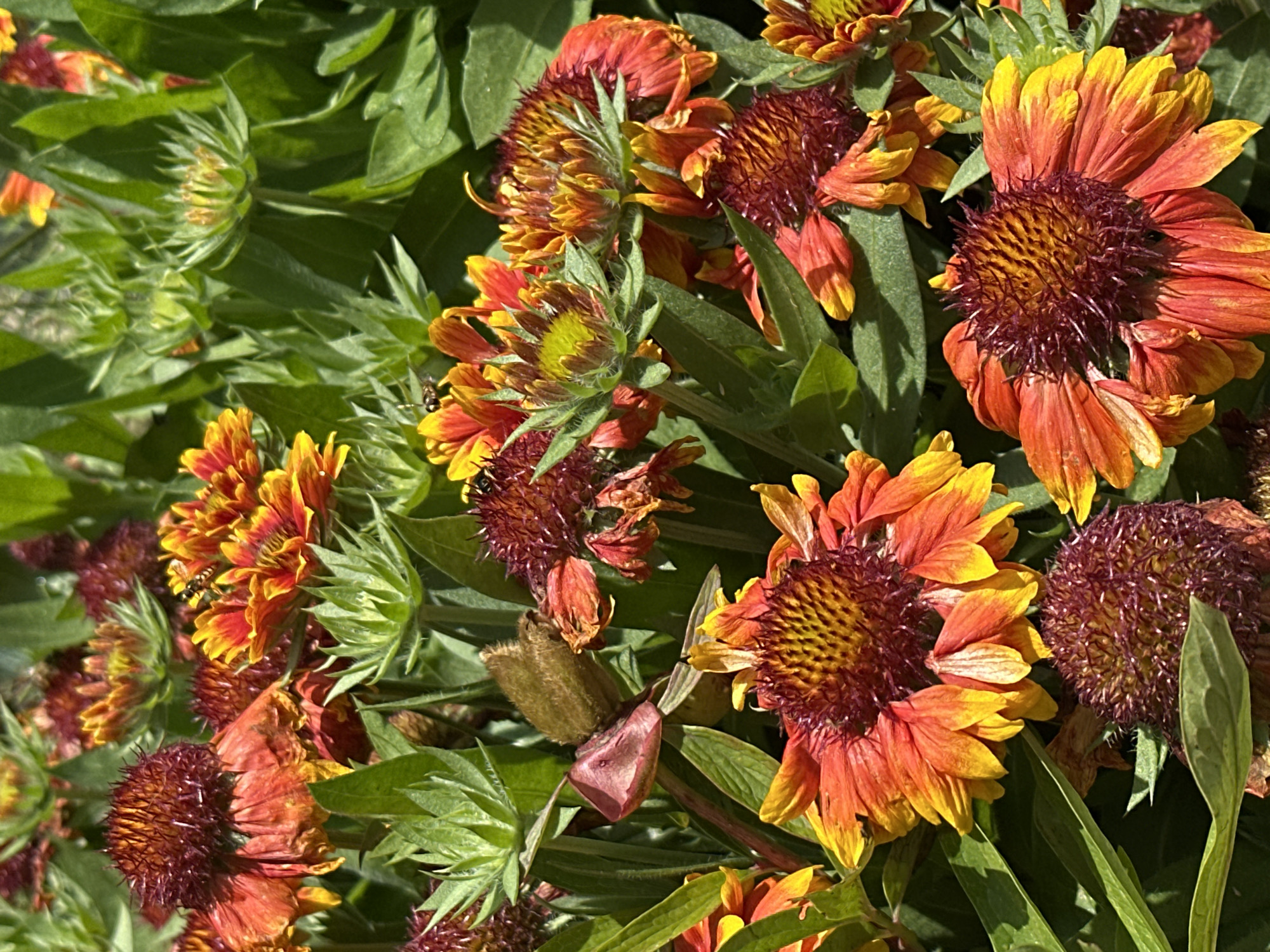 A close-up, eye-level, outdoor shot captures a cluster of Gaillardia flowers, commonly known as Blanket Flowers. The flowers exhibit a vibrant palette of colors, ranging from deep crimson at their centers to bright orange and yellow on their outer petals. Several flowers are in full bloom, with their petals unfurling, while others appear to be in various stages of development, with some buds still closed. The surrounding foliage is a lush green, creating a dense backdrop for the brightly colored blooms. Sunlight casts shadows on the leaves and flowers, indicating a bright, sunny day. There is no discernible urban infrastructure or signage to indicate a specific location within the city of Izobilnyy, Russia.