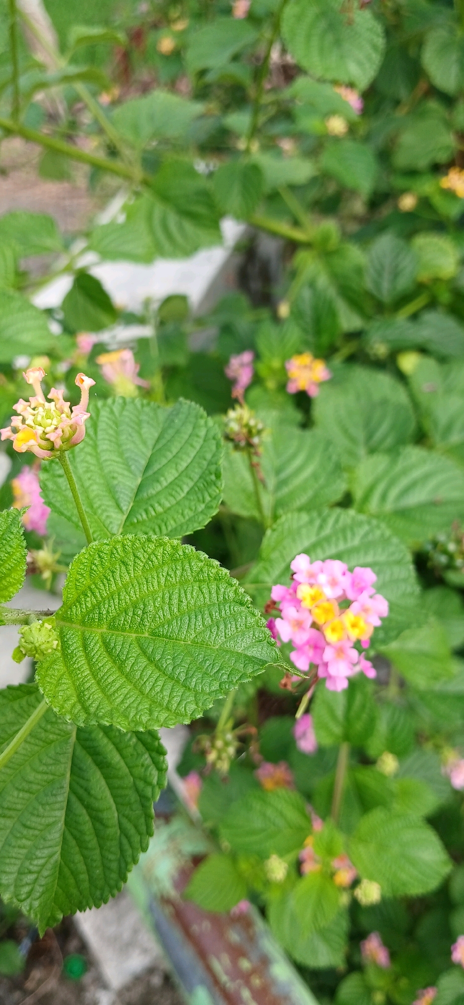 In Alue Barat, Indonesia, a close-up, vertical, outdoor photograph captures a cluster of blooming Lantana flowers and their vibrant green leaves. The flowers exhibit a mix of pink and yellow hues, arranged in small, intricate clusters. Prominent, textured green leaves with visible veins form a significant portion of the foreground and midground, their edges appearing slightly serrated. The background is a soft blur of more green foliage and hints of additional pink and yellow blossoms, suggesting a garden or natural setting. The lighting appears to be natural daylight, casting soft shadows and highlighting the details of the leaves and flowers. The overall scene conveys a sense of natural beauty and delicate botanical life within an Indonesian environment.