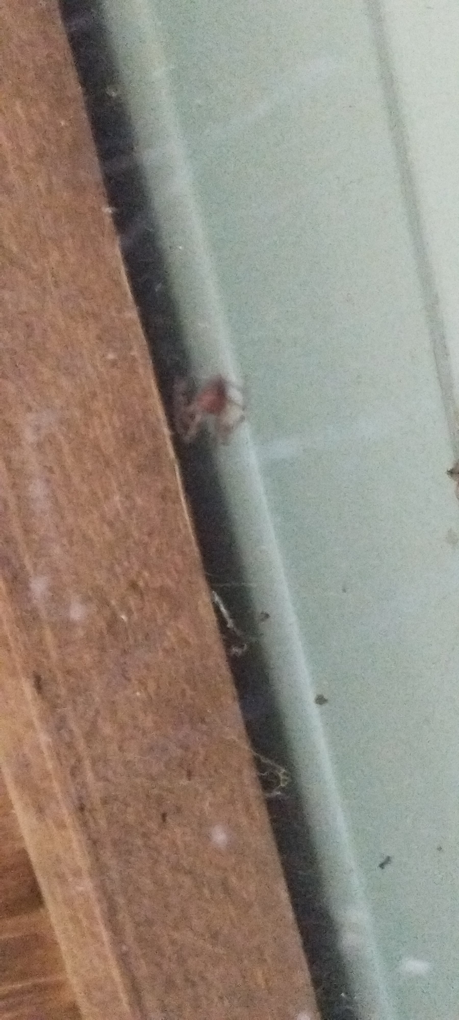 The image shows a close-up of a spider on a light green surface, next to a brown wooden surface. The spider is small and has a reddish-brown body with lighter colored legs. It appears to be on a dark, vertical element that separates the two surfaces. There are visible strands of cobwebs. The lighting suggests this is an outdoor scene, possibly under an overhang or in a sheltered area. The specific location in Yaroslavskaya, Russia, cannot be determined from the visual information provided.