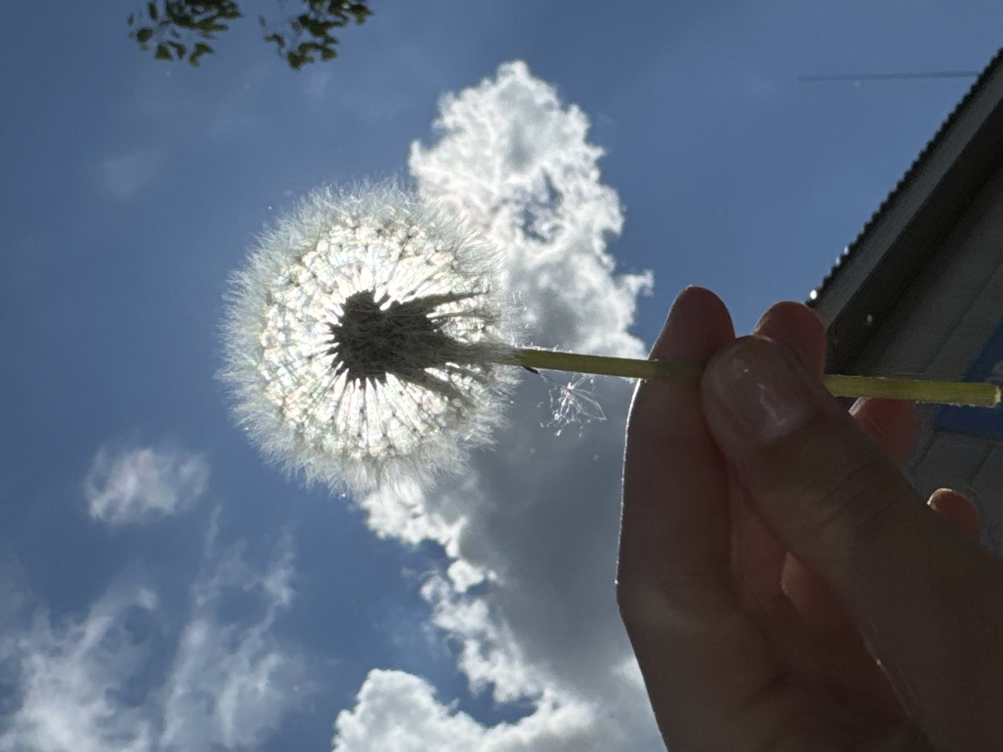 A hand holds a dandelion seed head against a backdrop of a blue sky with scattered white clouds. The dandelion is positioned in front of a large, bright cloud formation. The sun is behind the dandelion, creating a backlit effect. Part of a building with a gray roofline is visible on the right side. A tree branch is visible in the top left corner. The location is stated as the city of Chaikovsky, Russia, although there is no direct evidence of the city in the image itself.
