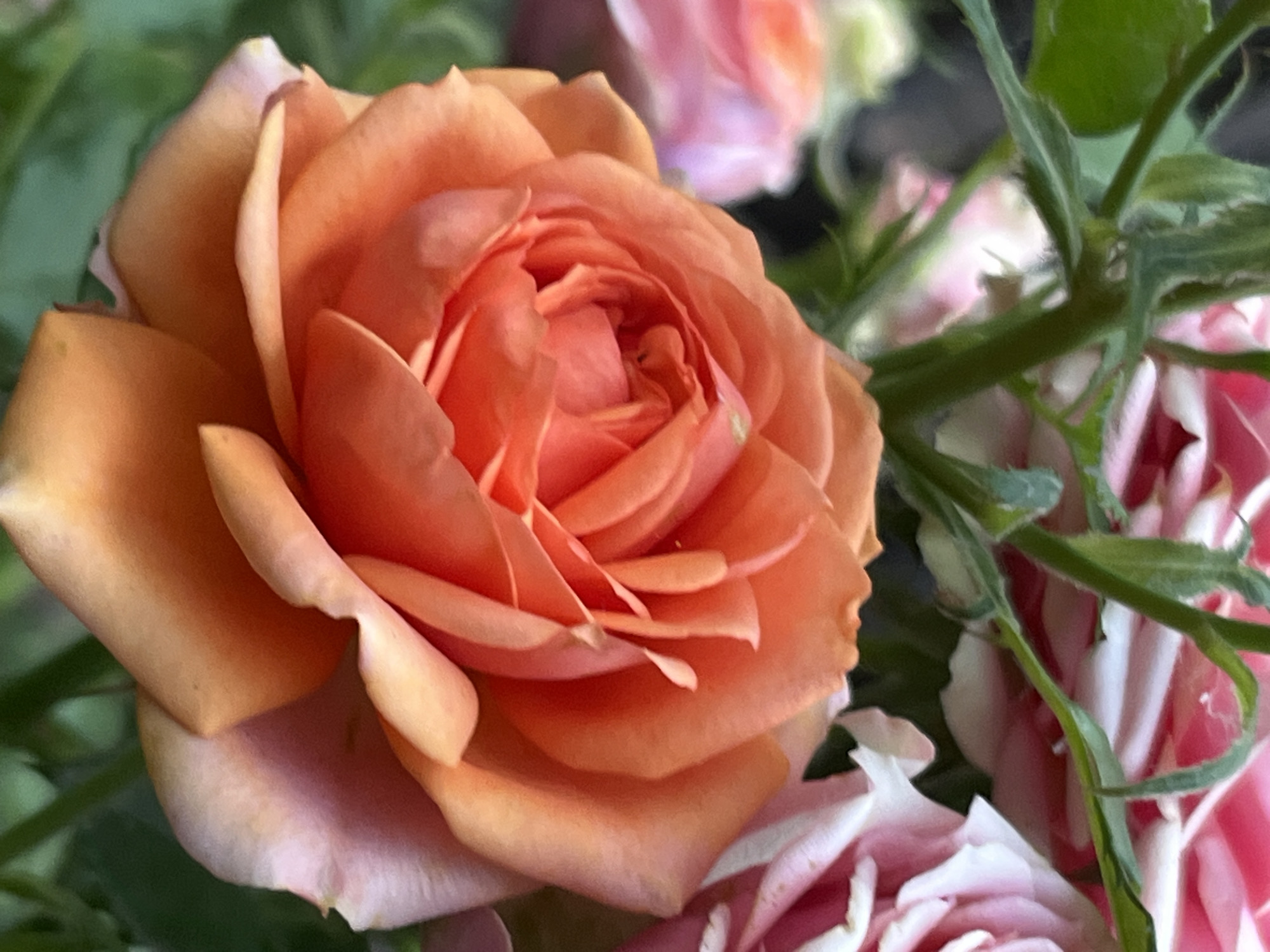 The image shows a close-up of an orange rose with delicate petals. The rose is in full bloom, with its petals unfurling to reveal a tightly packed center. The color of the rose is a warm, vibrant orange, with hints of peach and pink in the softer lighting. Behind the orange rose, other roses are visible in softer focus, including a pale pink rose and a rose with streaks of pink and white. Green stems and leaves are also present, adding to the natural beauty of the floral arrangement. The overall impression is one of natural beauty and tranquility. The photograph appears to have been taken outdoors during the daytime, with soft, diffused light suggesting either early morning or late afternoon, or perhaps an overcast day. There is no visible text or activity taking place; the focus is solely on the aesthetic appeal of the roses. The location context of Dnipro, Ukraine, does not provide any specific visual cues within the image itself, but it sets the geographic origin of the photograph.