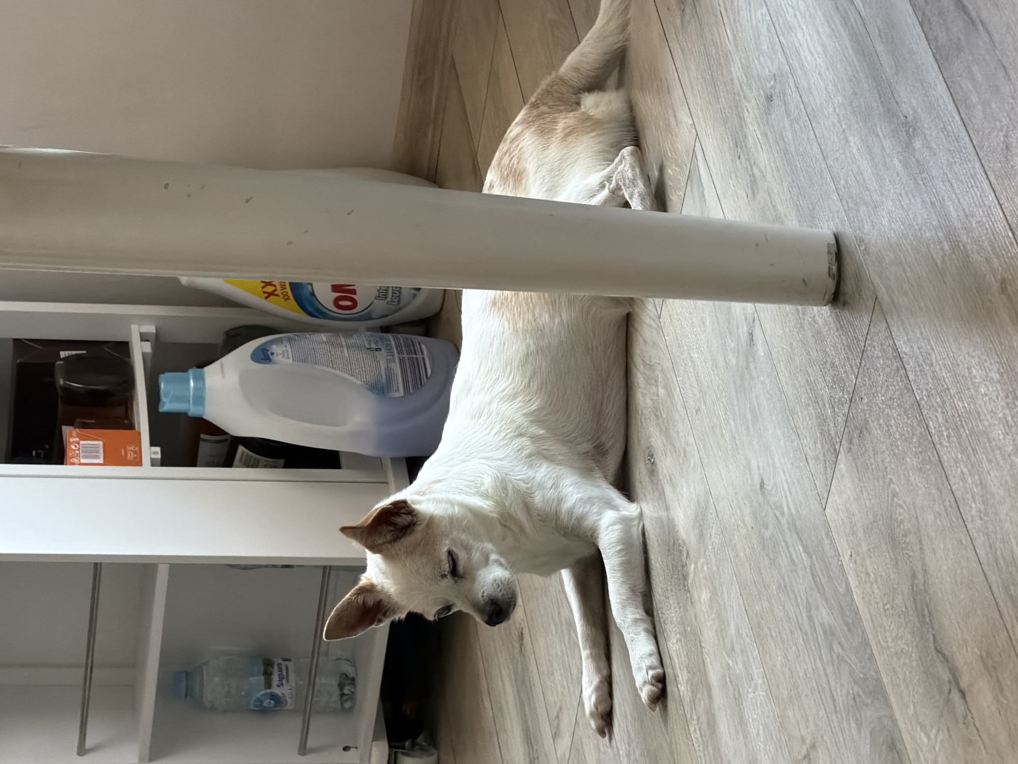 A small white and tan dog lies on a light-colored wooden floor, facing left with its eyes partially closed. The dog is positioned in the foreground, with its front paws extended forward and its hind legs tucked underneath. In the background, there is a white shelving unit with various items, including a bottle of water and laundry detergent. A large white cylindrical object, possibly a table leg, is in the center of the frame, partially obscuring the dog. The overall setting appears to be indoors, with soft natural light illuminating the scene. The location is identified as Burgas, Bulgaria, though there are no specific urban landmarks visible in the image.