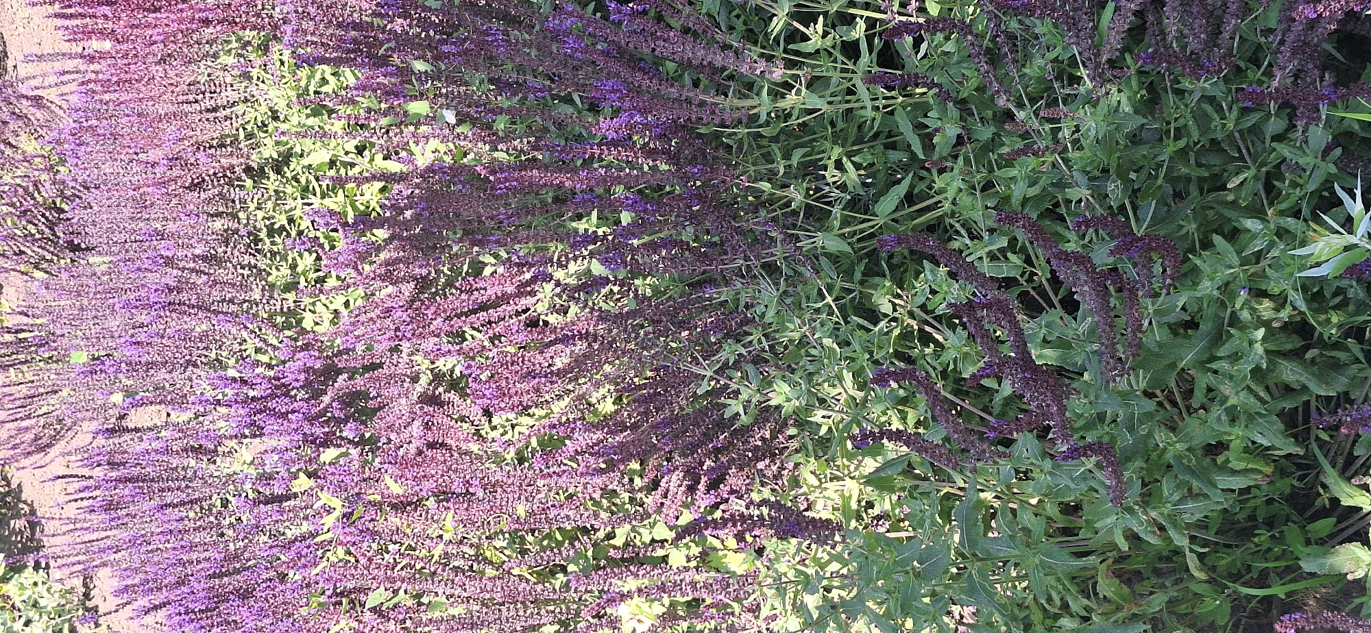 The image shows a close-up view of a dense planting of flowering plants with spikes of small purple blossoms and green foliage. The flowers appear to be salvia or a similar species. The planting is situated outdoors, with visible soil and possibly a pathway in the background. Sunlight casts shadows across the plants, indicating it is daytime. The scene is a naturalistic garden or park setting, possibly in Bila Tserkva, Ukraine, given the context of the request. There are no people or animals visible in the image.