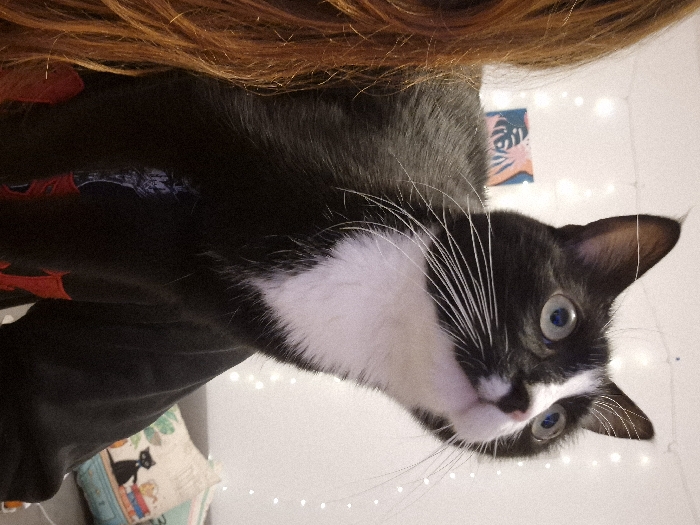 This image captures a close-up of a black and white tuxedo cat looking directly at the camera. The cat has striking blue eyes, a pink nose, and prominent white whiskers. Its white chest and facial markings stand out against its predominantly black fur.
The cat appears to be held or resting on a person, whose reddish-brown hair is visible at the top of the frame. The person is wearing a dark garment, possibly a sweater or hoodie, with subtle red and light-colored patterns on the left side.
The background shows a light-colored wall adorned with decorative string lights, suggesting an indoor setting and possibly evening or ambient lighting. A small, framed artwork featuring abstract, possibly botanical, shapes in pink/orange on a blue background is visible on the wall behind the cat's head. Partially visible in the bottom left is a patterned pillow with a black cat design and other elements like pumpkins and plants, resting on what appears to be a couch or chair.
The cat's expression is curious and alert, with wide-open eyes, indicating engagement with the person taking the photo. No discernible text is visible within the image. While the location context of Strasbourg, France is provided, there are no specific visual cues within the image itself to confirm this geographical location, beyond it being an indoor residential or casual setting.