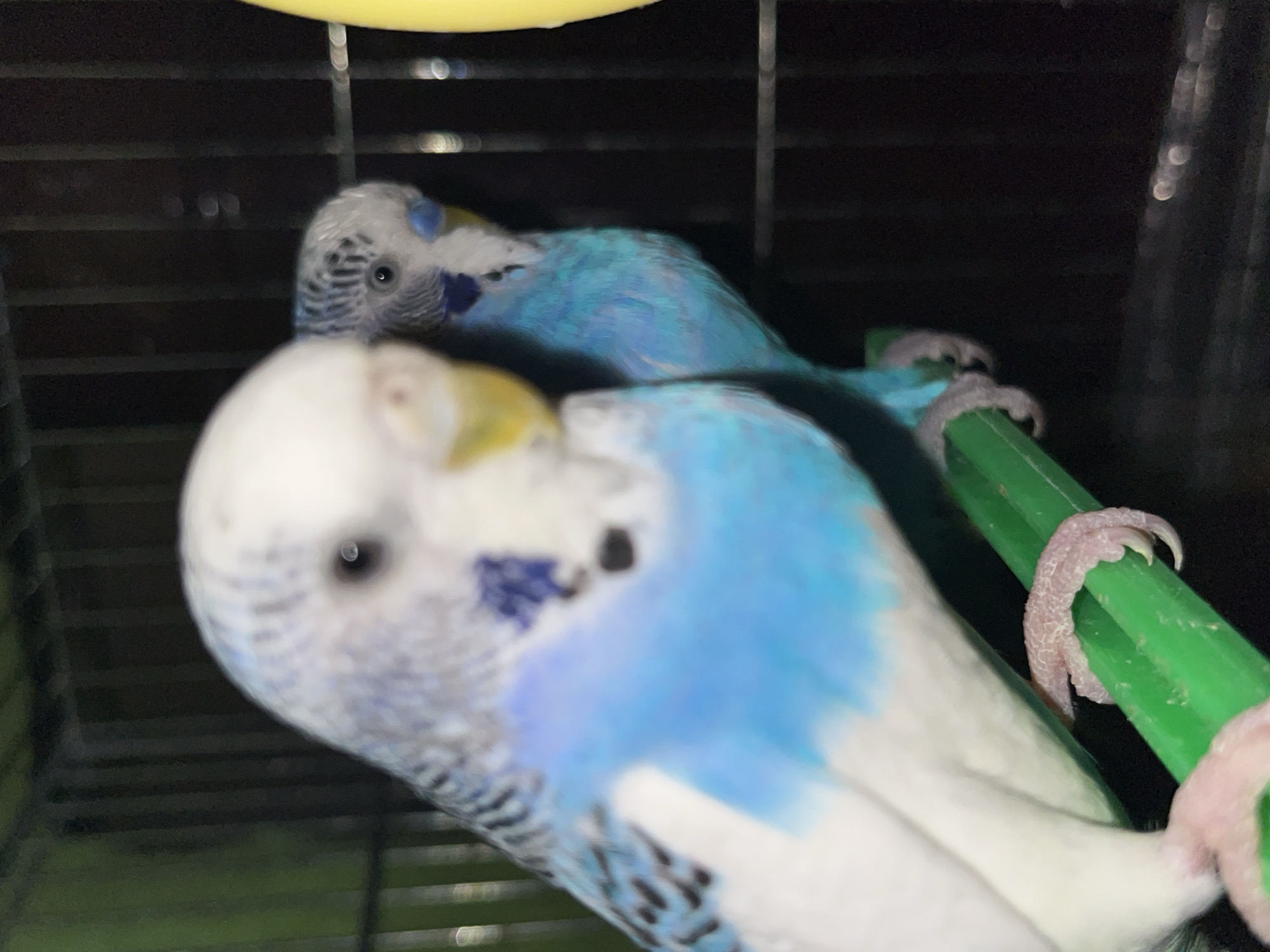 Two parakeets are perched on a green perch inside a cage. The bird in the foreground is white and blue with black markings on its head and wings. The other bird, located behind the first, is predominantly blue with some white and black markings. The cage is black and appears to be indoors. The image does not contain the location details requested.