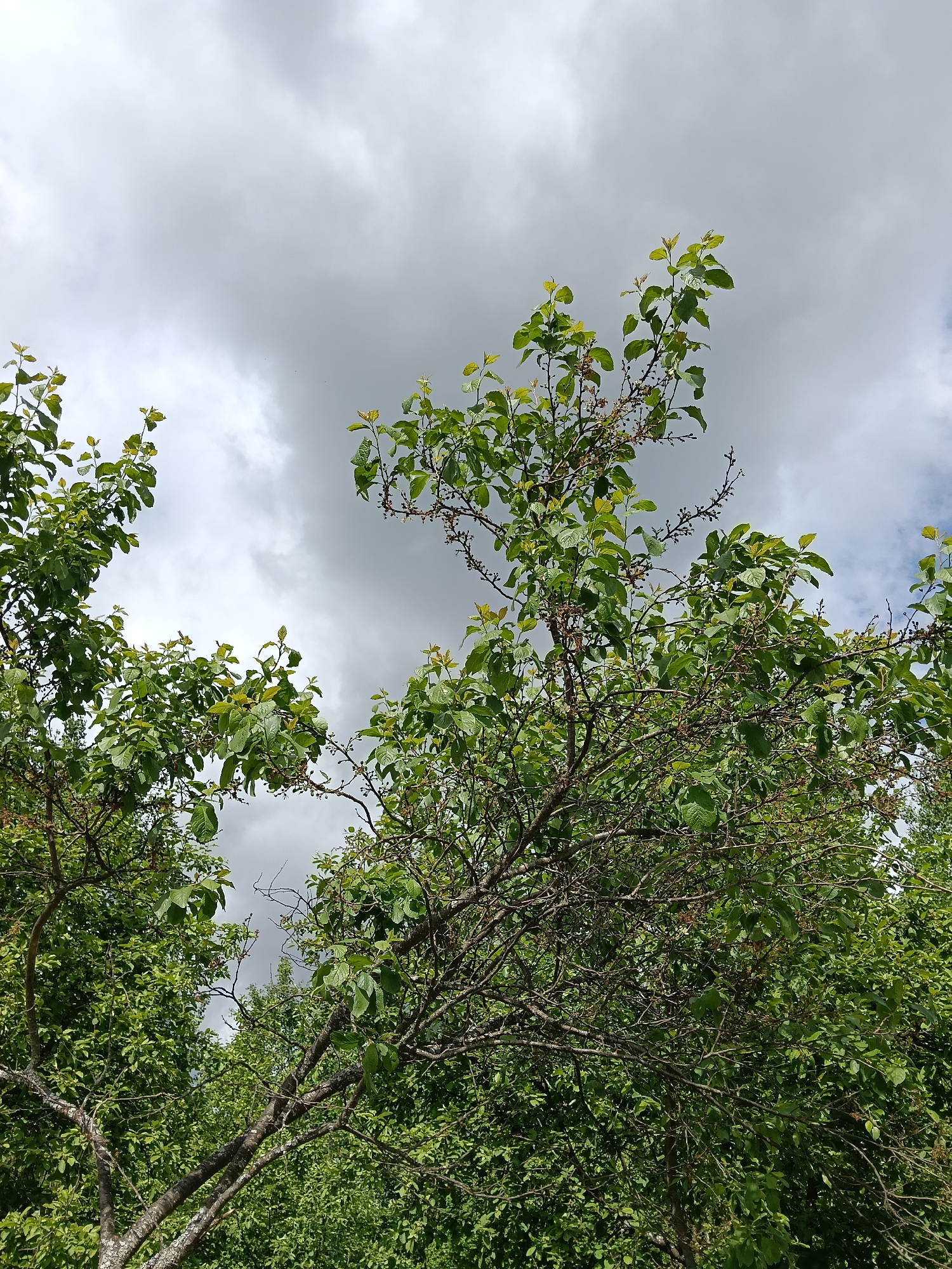 The image shows a view of trees against a cloudy sky. The trees are green and leafy, with some branches visible. The sky is overcast with grey clouds. It is not possible to determine the location in the city of Красный Маяк, Russia from the provided image.