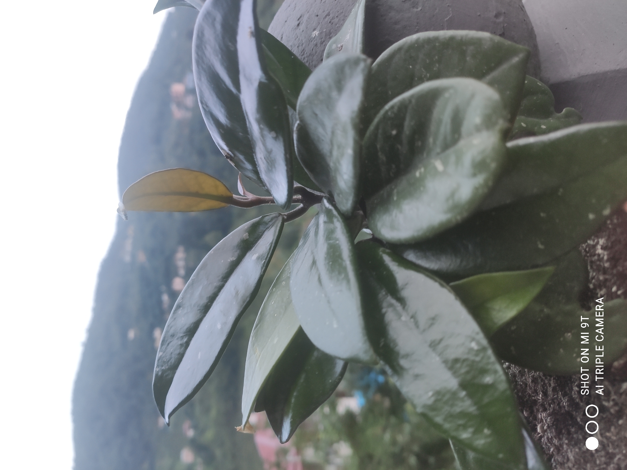 A close-up, outdoor, slightly angled shot shows a succulent plant with large, dark green, waxy leaves. One new leaf at the top is lighter green and somewhat translucent. The plant appears to be growing in a pot or on a ledge, with dark soil visible at the bottom. In the background, a misty, blurred landscape of a hillside with scattered buildings and a hazy sky suggests the location is Akçaabat, Turkey. The bottom left corner of the image contains a watermark indicating "SHOT ON MI 9T AI TRIPLE CAMERA."