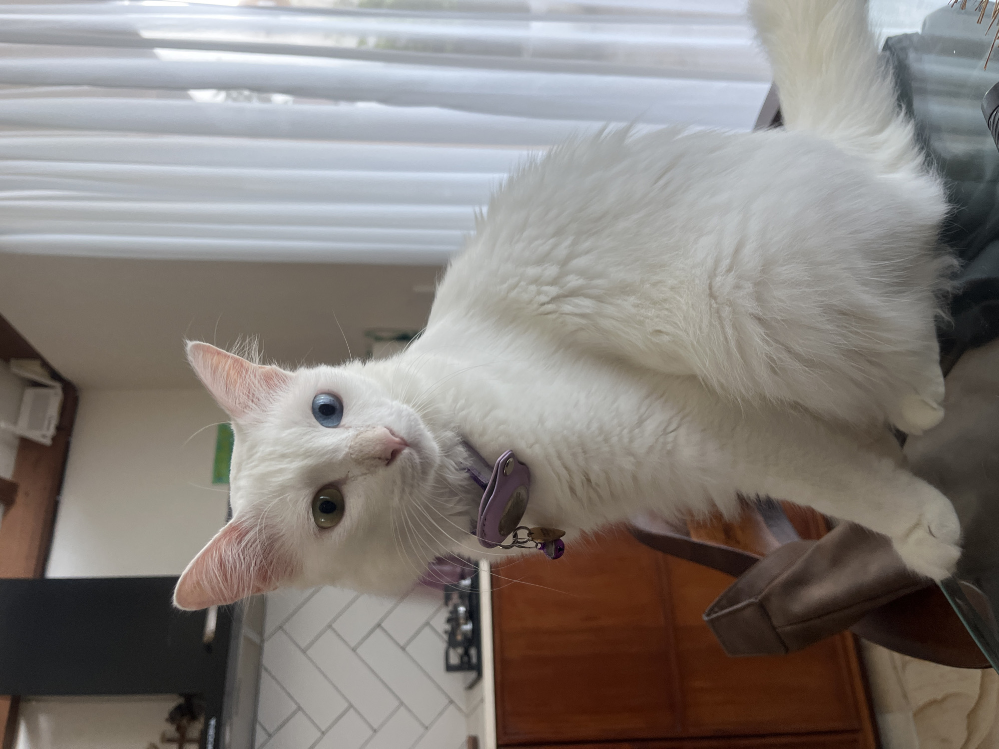 A white cat with heterochromia (one blue eye, one green eye) is perched on a glass surface. The cat wears a purple collar with a tag and bell. The background shows a partially visible window with white blinds and a glimpse of an interior setting with wooden cabinets and white tiled walls. The location in Kuta Selatan, Indonesia, is not verifiable from the image.