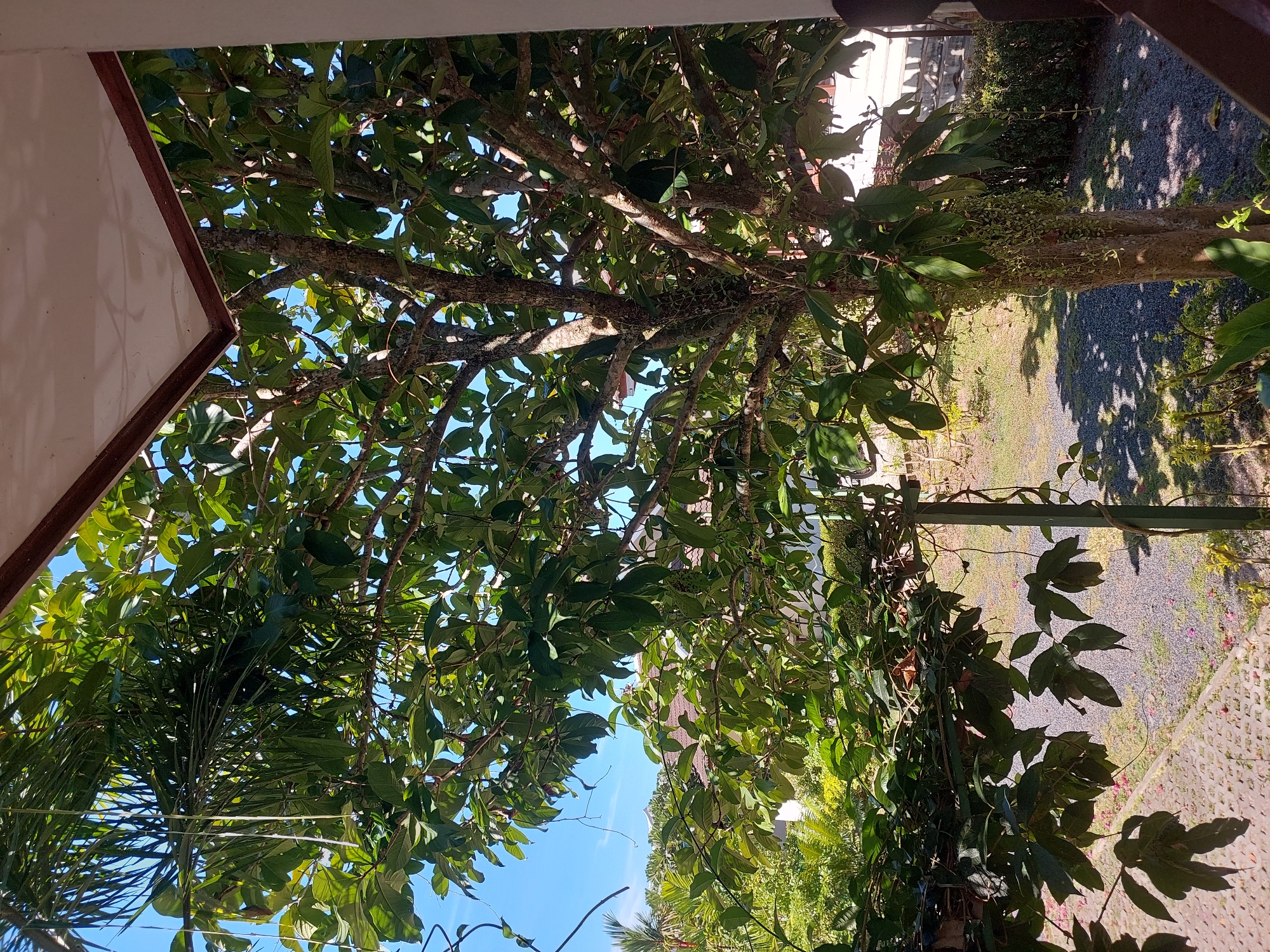 The image captures a view of a tree with lush green foliage set against a bright blue sky. The tree is located in Baan Mae Nam, Thailand. In the foreground, a portion of a building's roof is visible. The background reveals a residential area with houses and more greenery. The ground is covered with small stones and some paving stones. Sunlight casts shadows from the tree onto the ground, indicating a clear day.