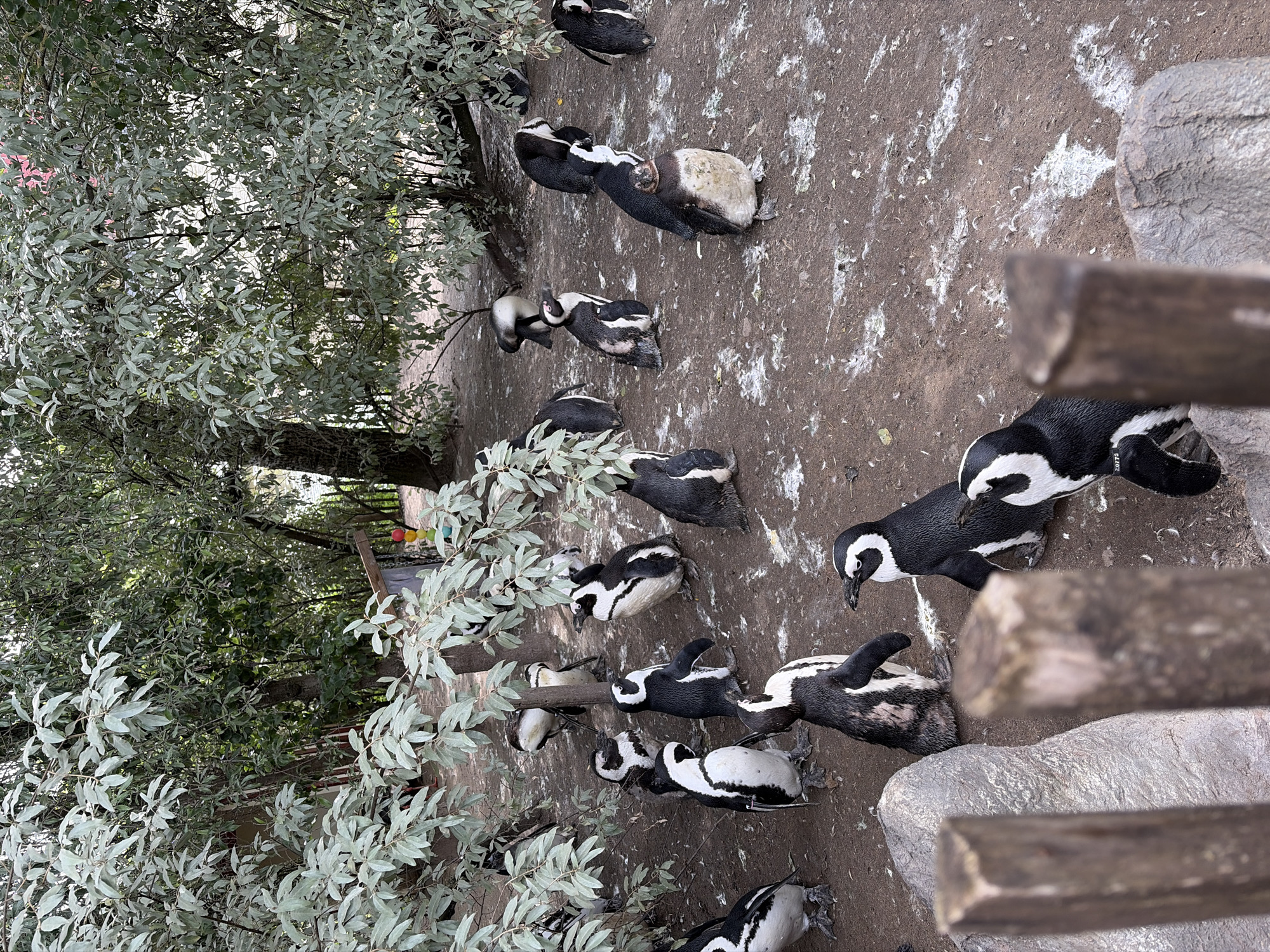 The image shows a colony of penguins on a dirt and rock enclosure. There are approximately 15 penguins visible, mostly black and white with some showing signs of molting. Some are standing, while others are lying down or huddling together. The enclosure appears to be outdoors, with trees and branches on the left side of the frame, suggesting a naturalistic habitat within a zoo or wildlife park. The ground is covered in dirt, sand, and some white splotches that may be bird droppings. There are large rocks and wooden beams scattered throughout the enclosure. The lighting suggests it is daytime, and the weather appears to be overcast or mild. There is no visible text in the image. The setting is a penguin habitat in Cambron-Casteau, Belgium.