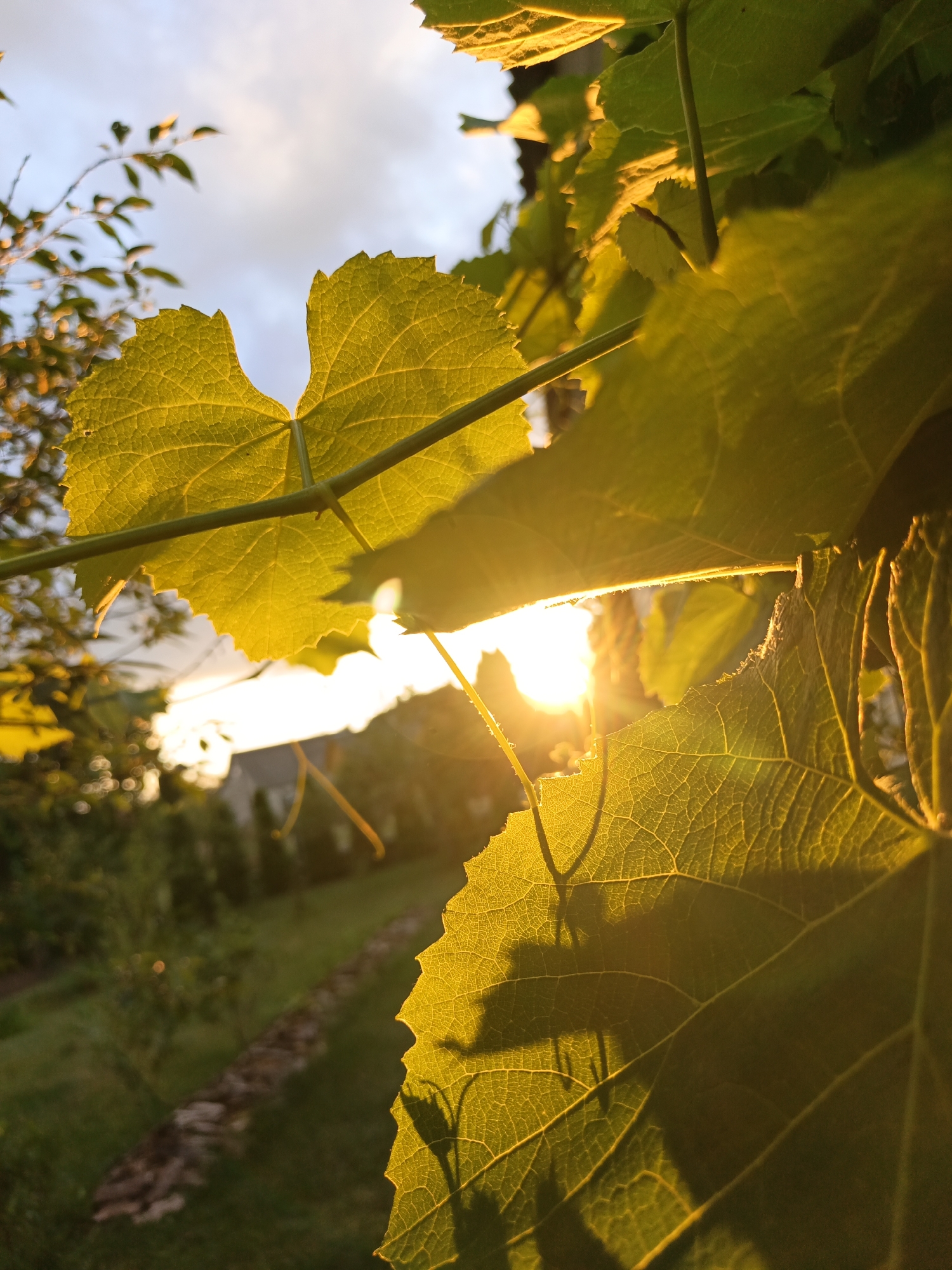 The image captures a close-up view of backlit green leaves, likely grape leaves, during sunset. The golden light of the setting sun shines through the delicate veins of the leaves, creating a warm and ethereal glow. In the background, a blurred garden scene is visible, with hints of green grass and possibly a pathway lined with stones or mulch. The sky above is a mix of blue and soft clouds, further indicating the time of day as evening. The overall mood is serene and tranquil, evoking a sense of natural beauty and the peaceful end of a day. The image appears to have been taken in an outdoor setting, possibly a garden or vineyard, in Лосева, Belarus. There is no visible text in the image.