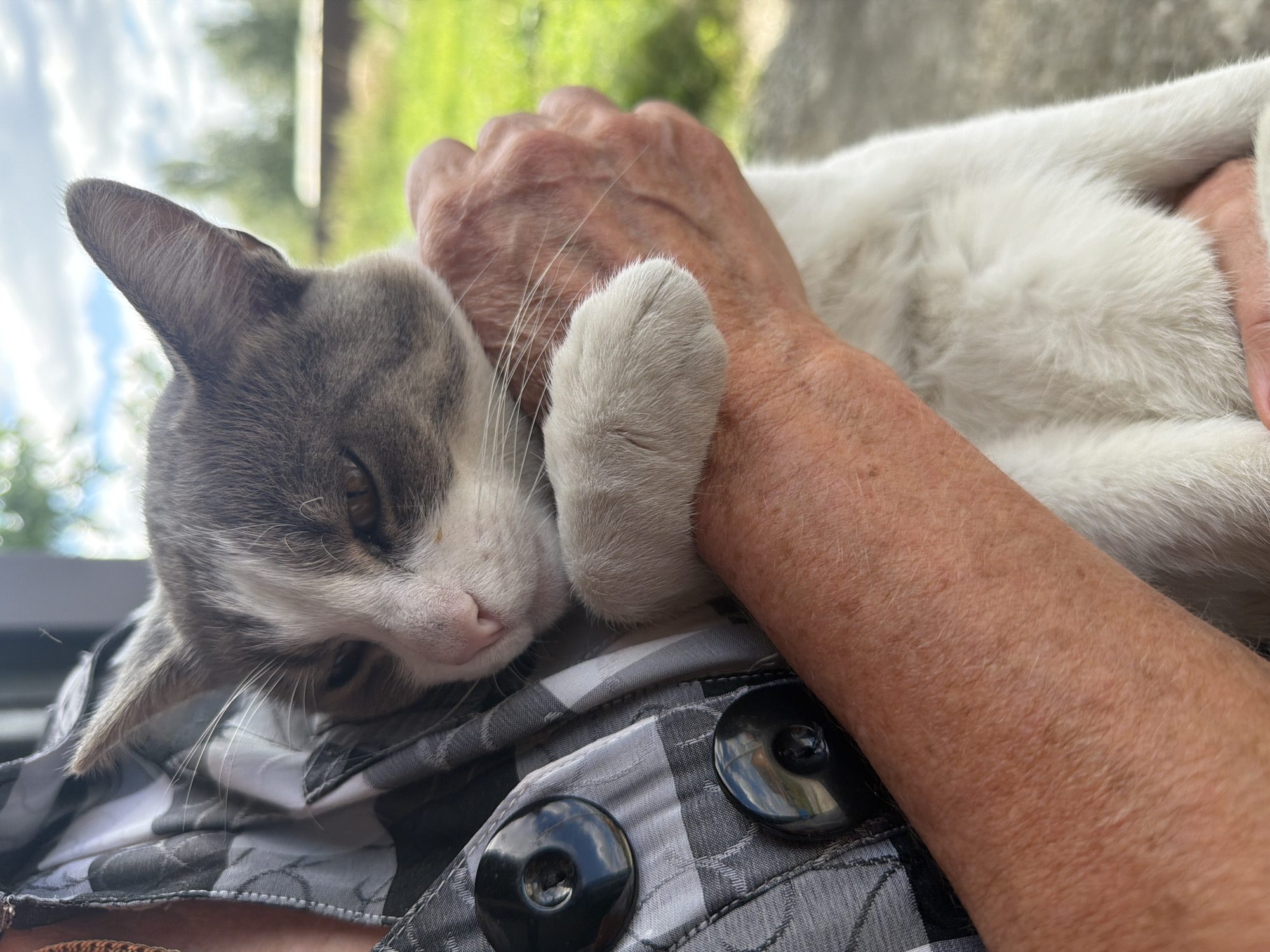 A medium shot shows a person holding a grey and white cat. The cat's face is turned towards the viewer, with its eyes partially closed. The cat's left paw is resting on the person's arm. The person is wearing a grey and white plaid shirt with two large black buttons. The background is blurred, showing green grass and trees under a cloudy sky. The location is not specified in the image.