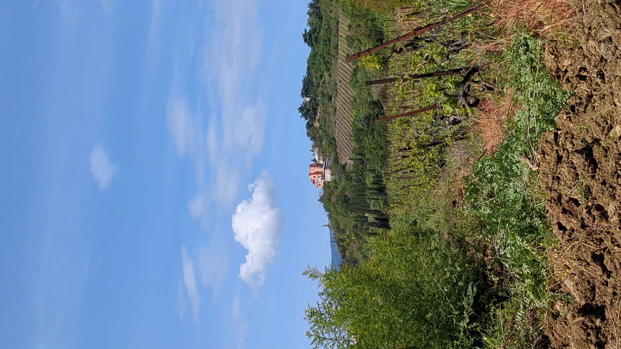The image shows a landscape in Kiparisnoe, Ukraine featuring a vineyard on a hillside. A two-story red building is visible amidst the trees and vineyards. In the foreground is dense vegetation. The sky is blue with scattered clouds. The perspective is angled, making the sky appear on the left side of the image.