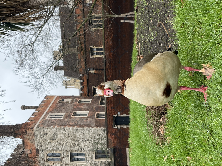 An Egyptian Goose stands prominently in the foreground on a patch of vivid green grass. The goose is light tan with a dark brown patch on its lower flank, greyish wings, and a rust-brown collar around its neck. Its head features a distinctive dark brown eye patch, a white face, and a prominent pinkish-red beak. Its legs and webbed feet are also pinkish-red. To the left of the goose, small piles of dried leaves and bare twigs are visible on the grass. To the right, the grass transitions into an area of dark, moist soil with sparse green shoots.
In the midground, a historical complex of buildings is visible under an overcast, light grey sky. The structure on the left features a multi-story facade composed of light grey stone at the lower levels and reddish-brown brickwork above, with pointed-arch (Gothic) and rectangular windows, topped by crenellated parapets and a brick chimney. A low red brick wall runs horizontally across the scene behind the goose, with a dark arched wooden door recessed into it. Beyond this wall, further brick buildings with rectangular windows, dark sloped roofs, and additional crenellated sections are visible. Bare deciduous tree branches hang from the top of the frame, and a portion of a palm tree is visible on the far right. A young, staked deciduous tree stands to the right in the midground. The scene is located within the historic precincts of Westminster Abbey in London, United Kingdom.