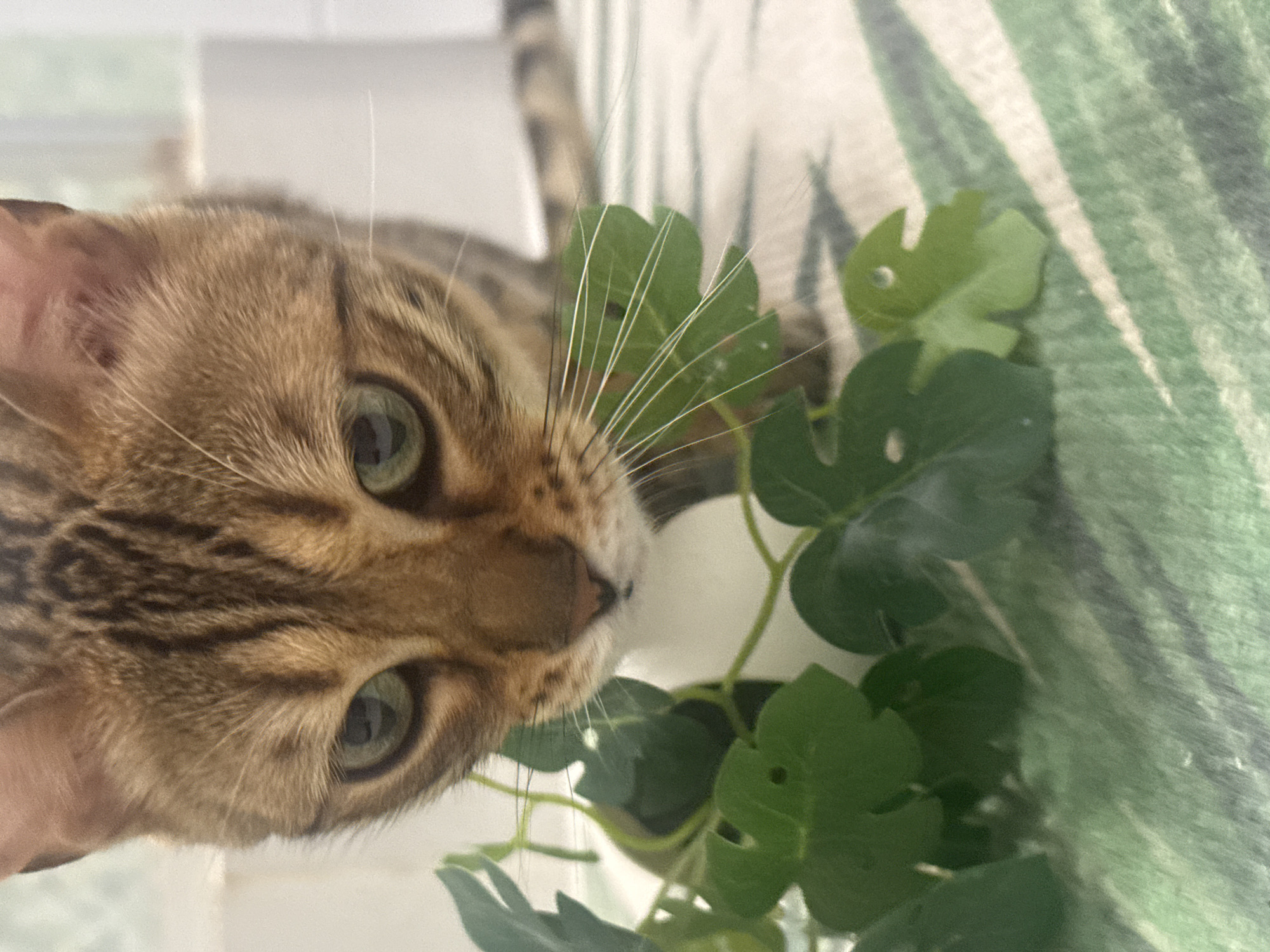A close-up shot shows a brown tabby cat with green eyes partially obscured by green artificial monstera leaves. The cat is positioned in the left side of the frame, facing the viewer. A striped blanket in white, green and black is visible in the background. The scene appears to be indoors.