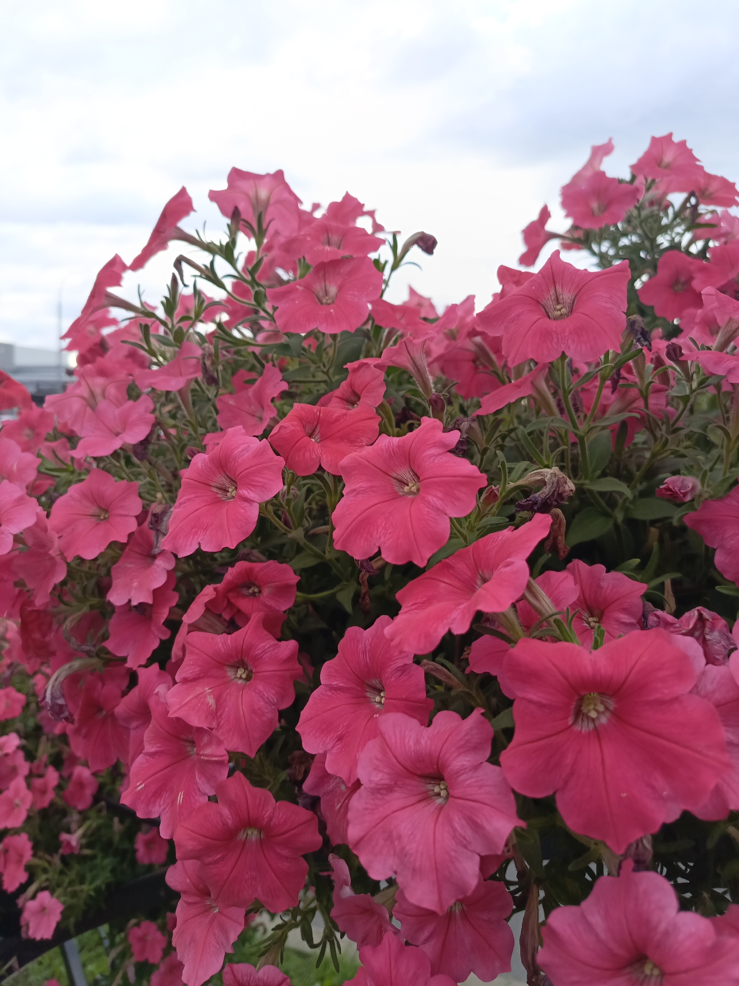 A dense cluster of vibrant pink petunias fills the frame, their trumpet-shaped blooms cascading downwards. The flowers are the primary subject, with some showing signs of wilting. In the background, a pale, cloudy sky is visible, with a hint of distant, out-of-focus urban structures. The lower portion of the image shows a dark, out-of-focus barrier, possibly a fence or planter edge. The scene appears to be an outdoor decorative planting, likely in a public or commercial area within Ivatsevichy, Belarus, given the context. No people are present in the image.
