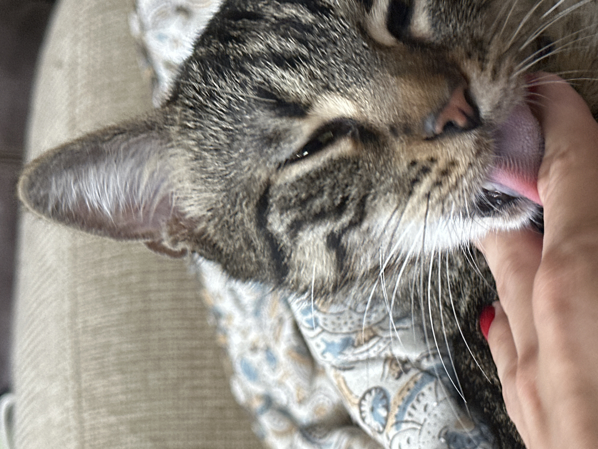 A close-up, low-angle shot captures a tabby cat licking a person's finger. The cat's tongue is extended, pink, and visible against the skin. The cat has green eyes and is lying on a blanket with a blue and white paisley pattern. The background shows a beige textured surface, possibly a couch. The scene is indoors, with soft lighting. The image does not provide any information about its location in Sofia, Bulgaria.