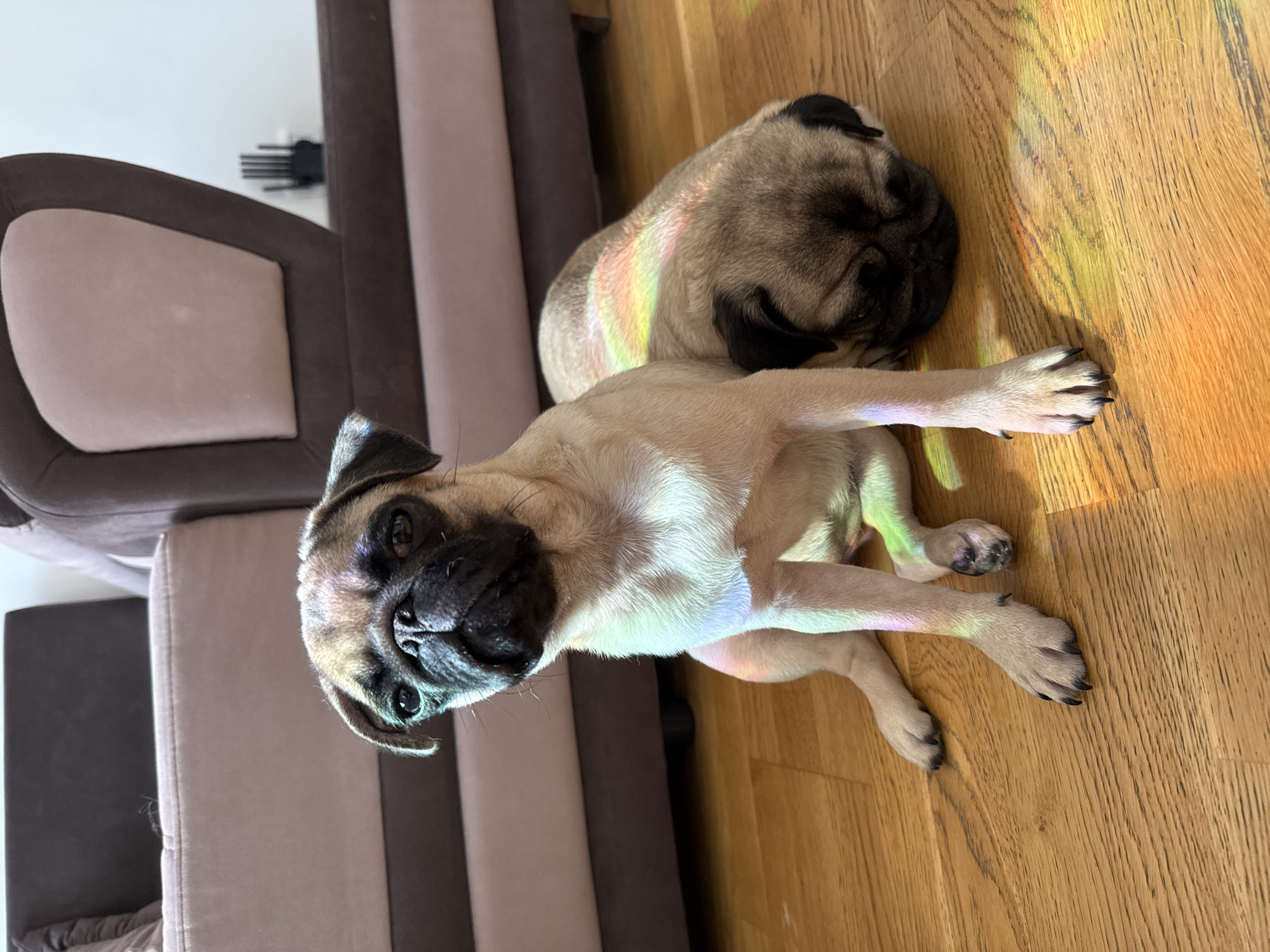 Two pug dogs are resting on a wooden floor indoors. The pug in the foreground is sitting up and looking towards the camera. Its fur is light brown with a black muzzle and ears. The second pug is lying down behind the first, with its head resting on the floor. A rainbow-colored light reflection is visible on the fur of the second pug and on the floor. In the background, a large, plush couch with brown and light pink cushions is visible. The environment appears to be a living room.