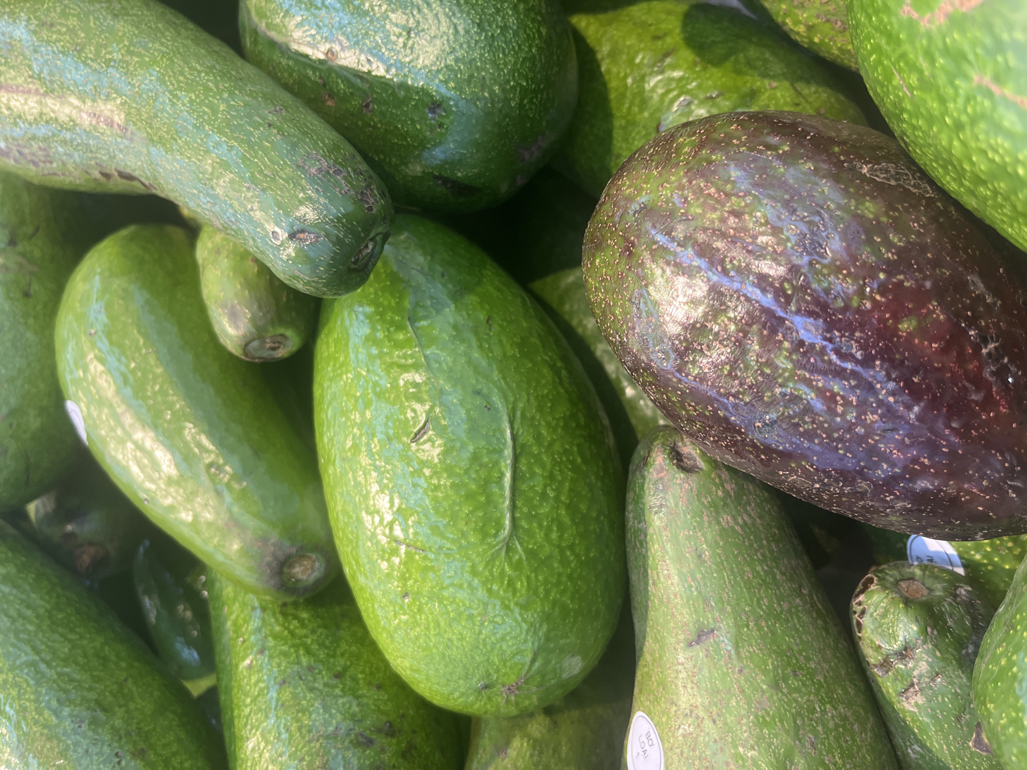 A close-up, overhead shot shows a pile of ripe avocados. The avocados vary in color from bright green to a deep purple-brown. Their skins are textured and some have small blemishes. Some of the avocados have stickers on them with text, but the text is not legible. The lighting creates highlights and shadows on the fruit, giving the image a sense of depth. The scene is likely a produce display in a grocery store or market.