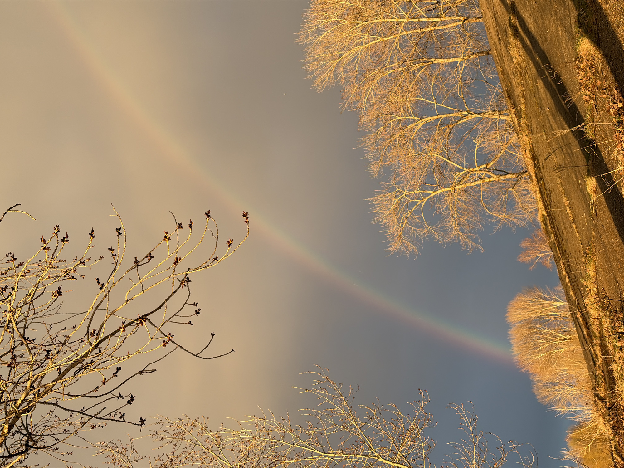 This media file captures an outdoor scene in Chaikovsky, Russia, looking upwards towards the sky. The primary subjects are bare trees, a faint rainbow, and a dark, vertical structure, all illuminated by warm, golden light.
The sky is split between a lighter, slightly overcast gray on the left and a deeper blue-gray on the right. A faint rainbow arcs diagonally across the sky, more distinctly visible in the cooler-toned portion on the right.
Bare trees with intricate branch patterns frame parts of the image. In the lower-left quadrant, a tree with delicate branches and small, dark buds is visible against the lighter sky. On the right side, a larger, leafless tree with dense branches is strongly illuminated by a golden light, creating a stark contrast against the darker sky. More similar trees, also glowing with this warm light, appear in the lower-right. These bare branches and buds suggest late autumn, winter, or early spring.
Along the far right edge of the image, a dark, vertical structure, possibly a concrete wall or embankment, is intensely lit by the same golden light. Patches of dry leaves and sparse vegetation cling to its surface.
The warm, golden light suggests the time of day is either sunrise or sunset, lending a serene and atmospheric quality to the scene. The presence of the rainbow indicates recent rain or atmospheric moisture, coupled with sunlight. A small, bright white dot is faintly visible in the upper-middle section of the darker sky, above the main tree on the right. There is no visible text.