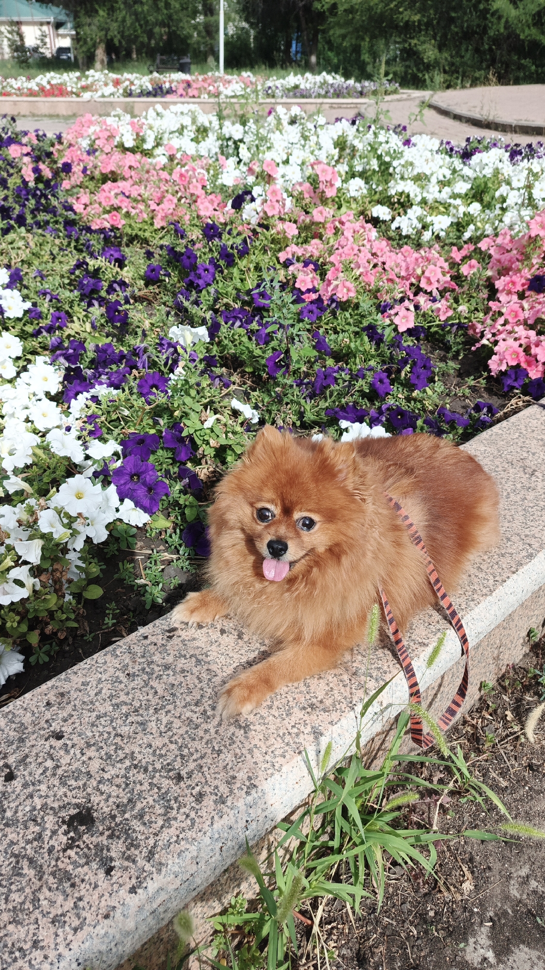 A medium shot depicts a Pomeranian dog resting on a granite ledge. The dog, with its ginger fur and alert expression, is positioned in the foreground, facing the camera with its tongue slightly out. A striped leash is visible draped over its back. Behind the dog, a vibrant flowerbed bursts with a colorful array of petunias in shades of pink, purple, and white, interspersed with green foliage. The flowerbed appears to be part of a public park or garden. In the background, trees and a building with a green roof are faintly visible, suggesting an urban or suburban setting. The scene is illuminated by natural sunlight. The specific location within Aksay, Kazakhstan, is a park or garden area, possibly near a recreational facility or administrative building, as indicated by the architectural elements and landscaping.