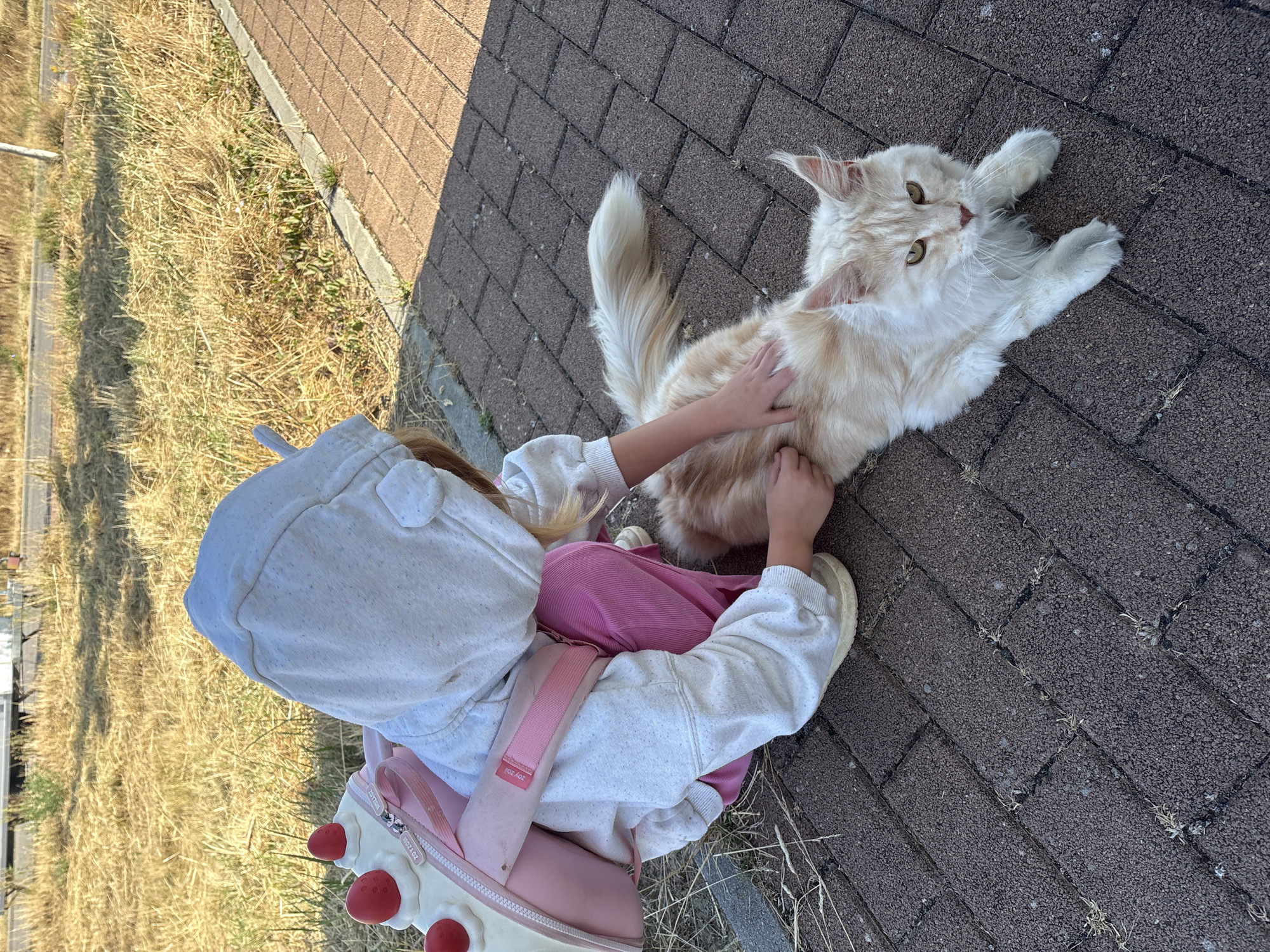 A young child, viewed from behind, kneels on a brick pathway and pets a large, light-colored Maine Coon cat. The child wears a white hooded sweatshirt with bear ears on the hood and bright pink pants. A pink backpack with strawberry decorations is on the child's back. The cat, lying on the pathway, is looking towards the right side of the frame. The environment appears to be an outdoor setting with dry, matted grass and a paved path. The image was taken on a sunny day.
