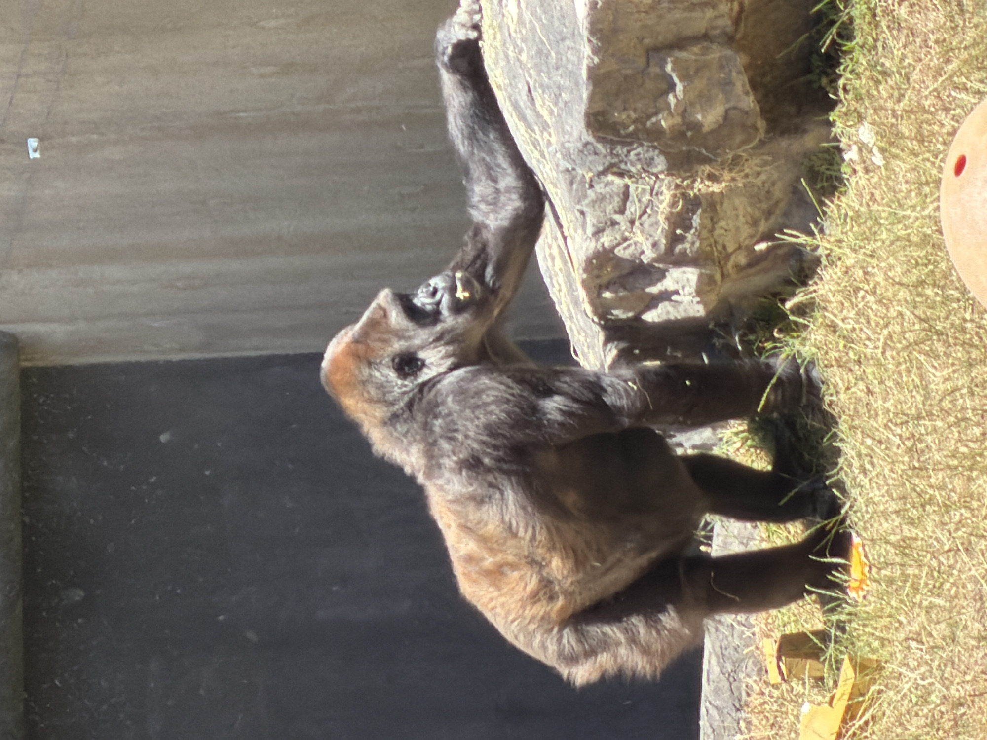 A gorilla is shown from the side, standing on its hind legs and leaning on a large rock. The gorilla has dark fur with reddish-brown highlights on its back and head. Its left arm is extended, resting on the rock, and it appears to be chewing. The gorilla is in an outdoor enclosure with a rough, textured concrete wall in the background. In the foreground, dry grass and some scattered yellow and orange objects are visible. The scene is lit by bright sunlight, casting shadows. The location is not specified in the image.