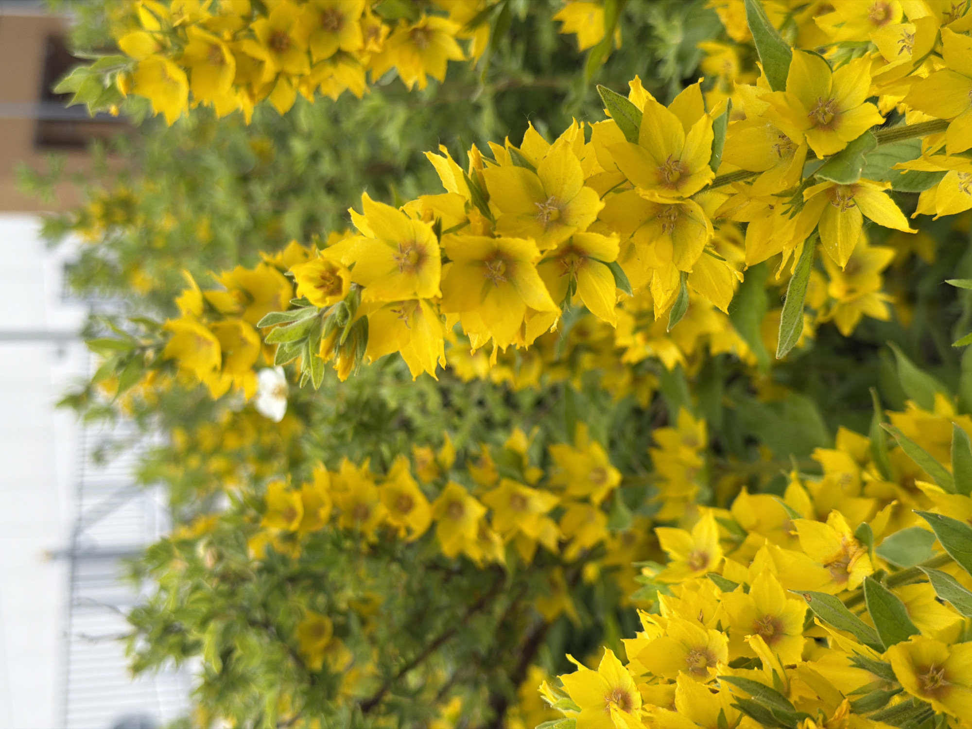A vertical, close-up, eye-level shot features a cluster of bright yellow flowers with green leaves in the foreground and blurred background. The flowers are star-shaped with five pointed petals and a darker center. They grow in spikes on thin green stems. A single white flower is visible amongst the yellow blooms in the middle ground. The background shows more green foliage and a blurred fence and building.