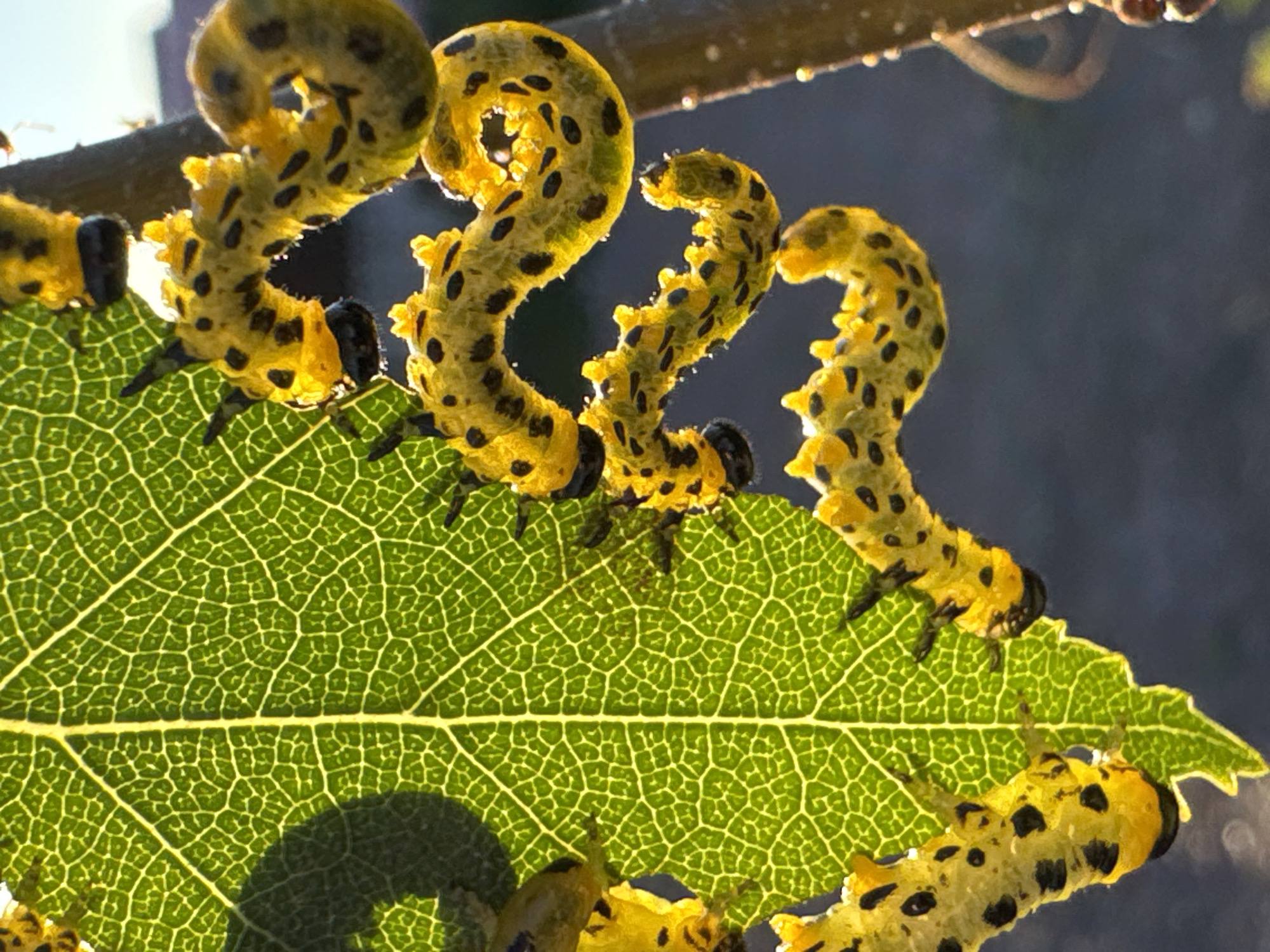 A close-up, low-angle shot captures several bright yellow caterpillars with black spots clustered on a vibrant green leaf, illuminated from behind by sunlight. The leaf's intricate vein structure is clearly visible. Some caterpillars are curled or twisted, while others are positioned on a thin, brown branch to the right. The background is a dark, out-of-focus blur, suggesting an outdoor environment, possibly a garden or park in Kempelevo, Russia, where these insects are feeding on the foliage.