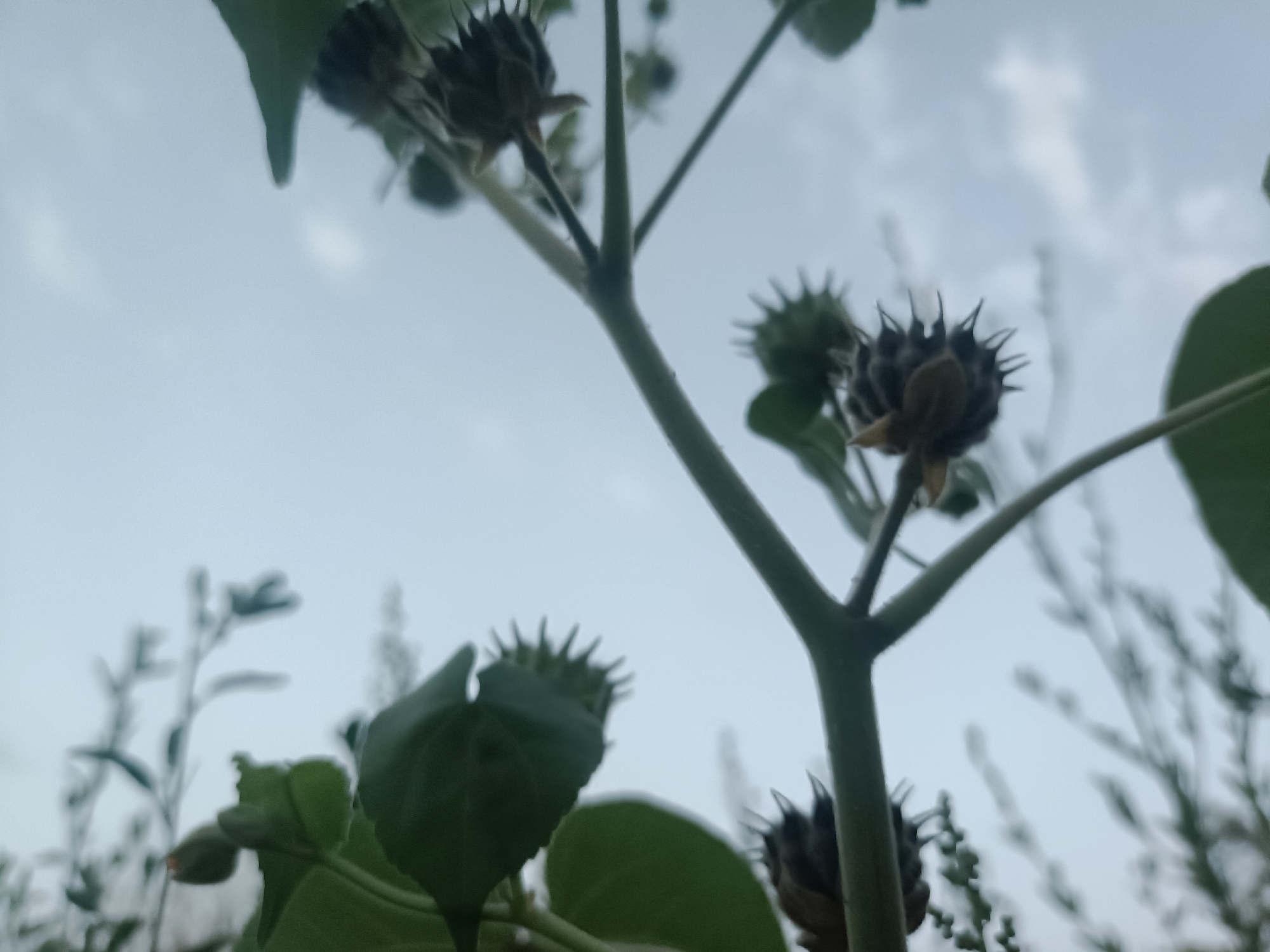 An extreme low-angle, close-up shot captures a prickly plant against a hazy sky. The plant's dark, spiky seed pods are the main focus, with several visible on branching stems. Green leaves are also present, some in sharp focus and others blurred. The background consists of a pale, overcast sky with hints of distant, out-of-focus foliage. The scene appears to be in an outdoor, natural setting, possibly a field or garden.