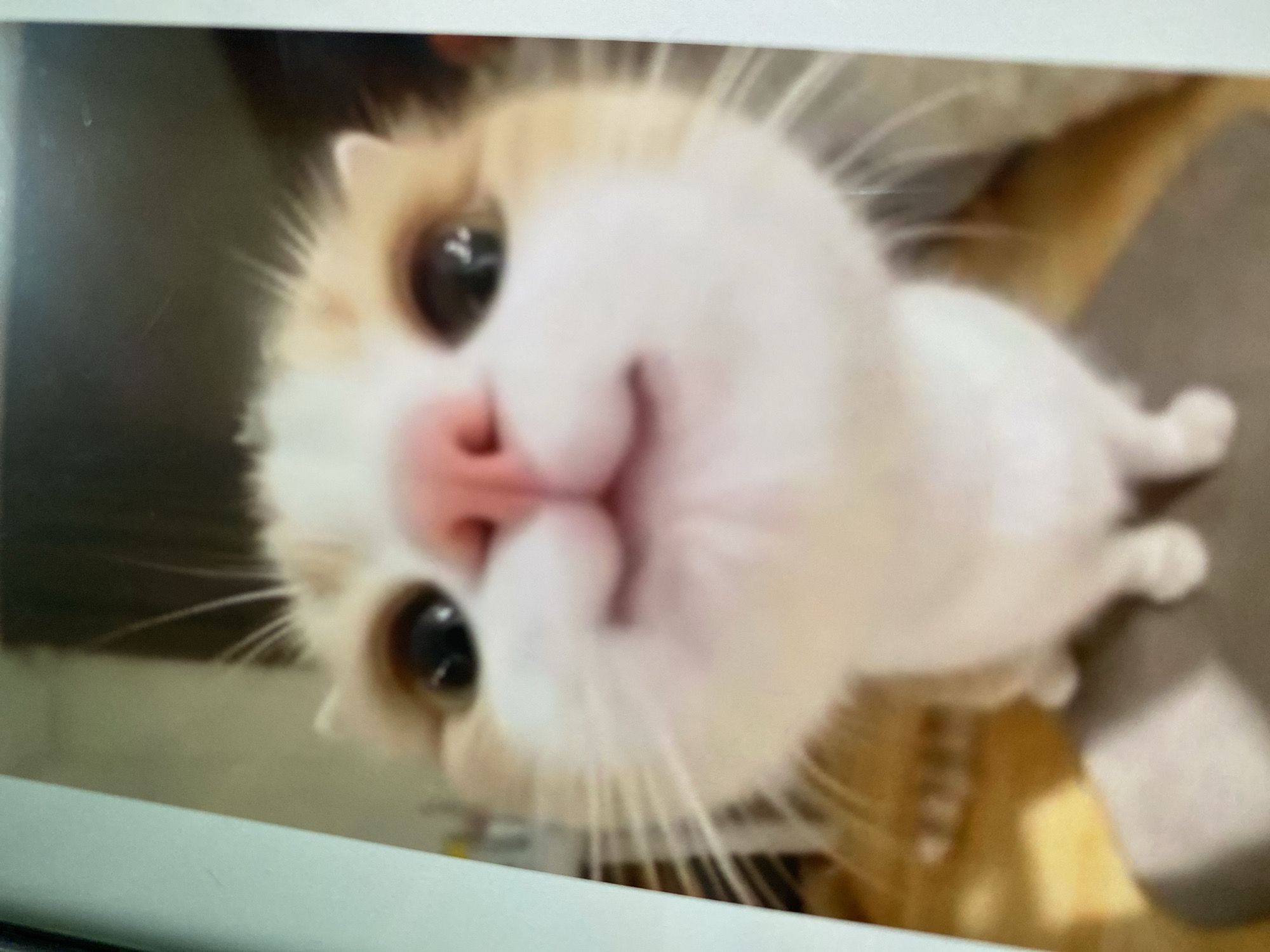 The image shows a close-up, slightly blurry, fisheye-lens photograph of a domestic cat's face. The cat has white and orange fur, a pink nose, and dark eyes. Its whiskers are prominent. The background is out of focus and appears to be an indoor setting with wooden flooring and a dark surface the cat is sitting on. There is no indication of the location being in Ta', Indonesia.