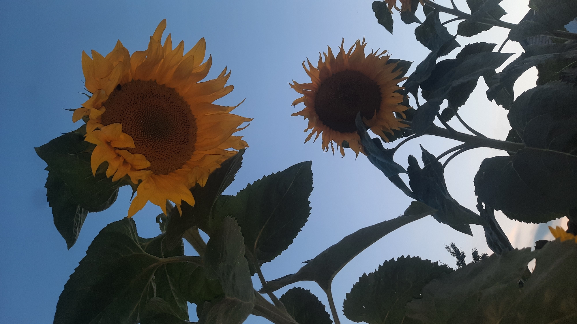 Two sunflowers are shown from a low angle against a clear blue sky. The sunflower in the upper right is larger and closer, with yellow petals unfurling from a dark brown center. The sunflower in the lower center is smaller and further away, also with yellow petals and a dark center, its stem and leaves silhouetted against the sky. Large, dark green leaves are visible, some serrated along the edges, in the foreground and framing the sunflowers. The scene appears to be outdoors in a field or garden. There are no people or animals visible. The location is stated to be in Shklow, Belarus, though there are no visual cues in the image to confirm this specific location.