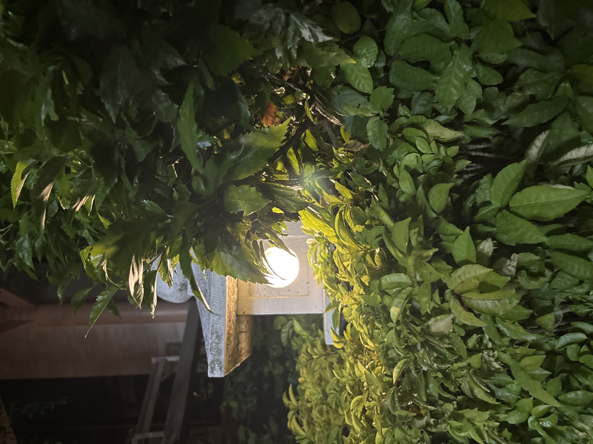 The image shows a close-up of lush green foliage in an outdoor setting at night. A stone garden lantern with a lit bulb is visible on the left side, partially obscured by the leaves. The lantern has a traditional pagoda-like roof. In the background, a portion of a building with a reddish-brown pillar is dimly lit. The lighting suggests that the scene is illuminated by the lantern and possibly ambient light from the building. The environment appears to be a garden or courtyard, possibly in the vicinity of a temple or traditional dwelling, given the presence of the stone lantern. The city of Chalong, Thailand, is mentioned, but no specific landmarks from Chalong are identifiable in the image.