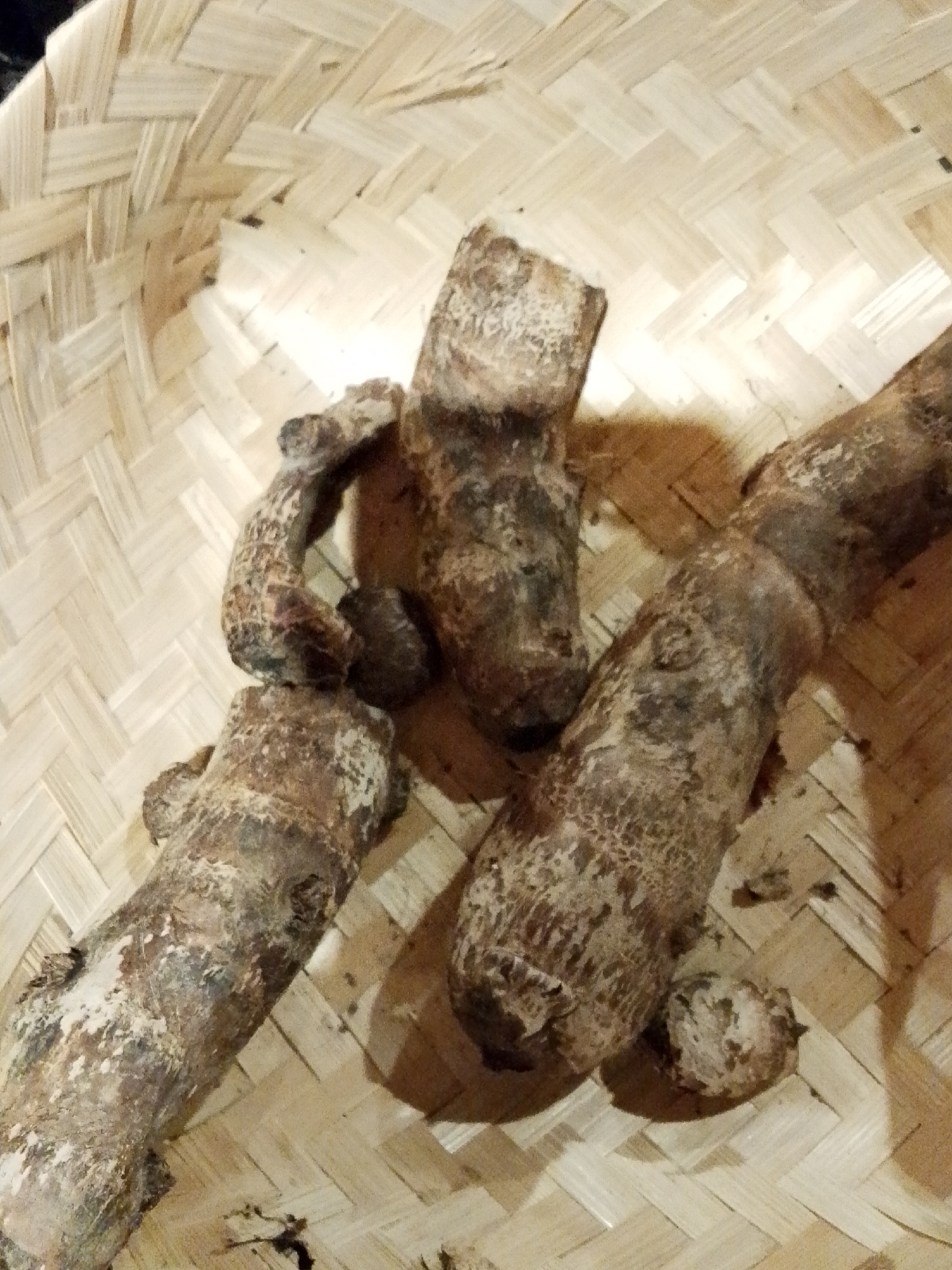 In Mojotengah, Indonesia, a close-up, overhead shot shows several pieces of raw taro root, also known as tales, resting on a woven bamboo mat. The taro pieces are irregular in shape and size, with textured, brown skin that appears somewhat dry and earthy. The bamboo mat has a light brown, natural color with a distinctive woven pattern. The lighting in the image casts subtle shadows, highlighting the rough surfaces of the taro and the texture of the mat. No individuals are present in the frame.
