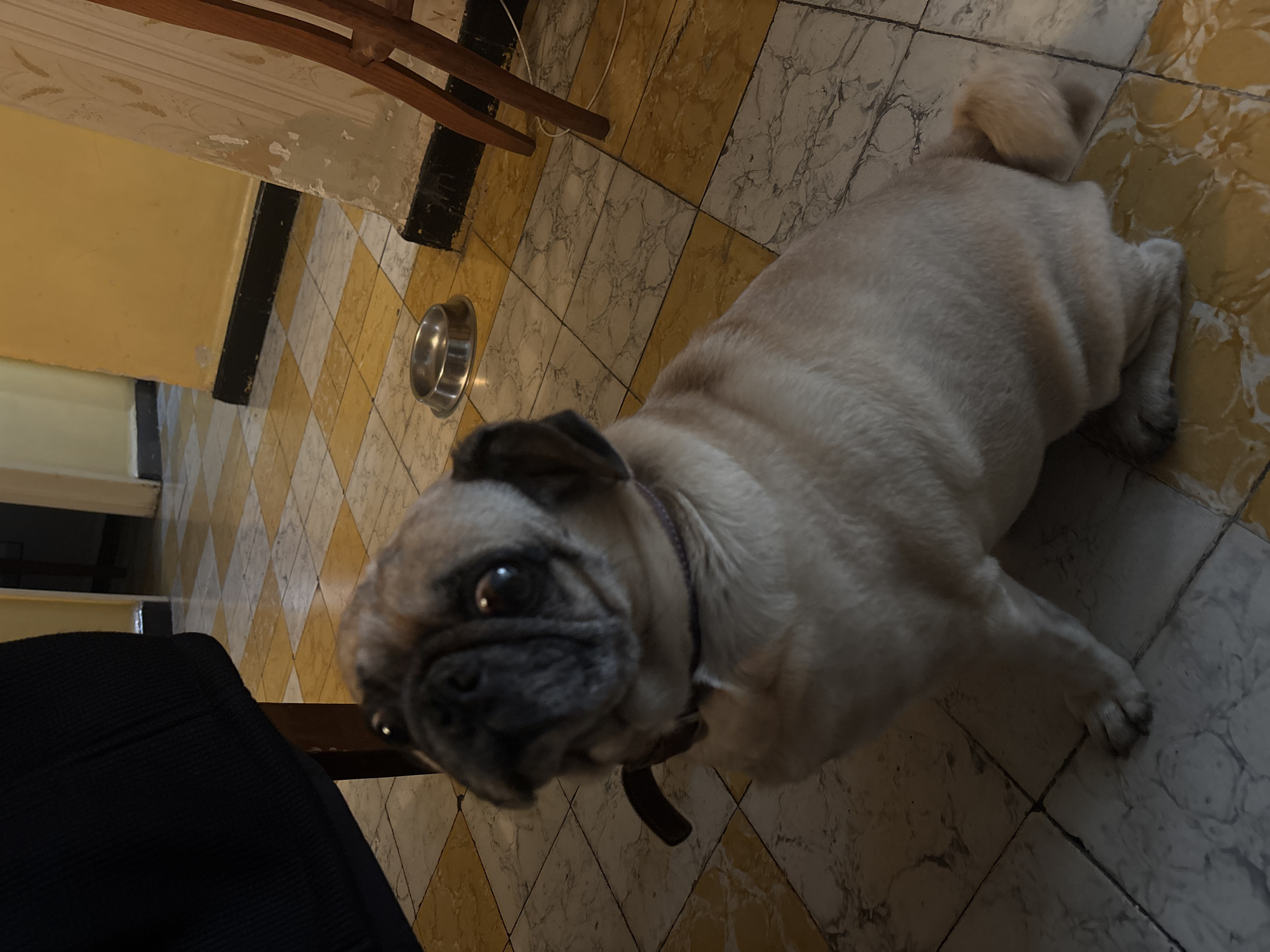 A tan pug dog lies on a checkered tile floor near a metal dog bowl. The dog is wearing a collar and is looking at the camera. The floor is yellow and white with marble-like veins. A dark object, possibly part of a chair, is in the lower left corner. The background includes a light yellow wall and a wooden chair. Based on the context clues of location and aesthetic, the scene might be from Puebla, Mexico.