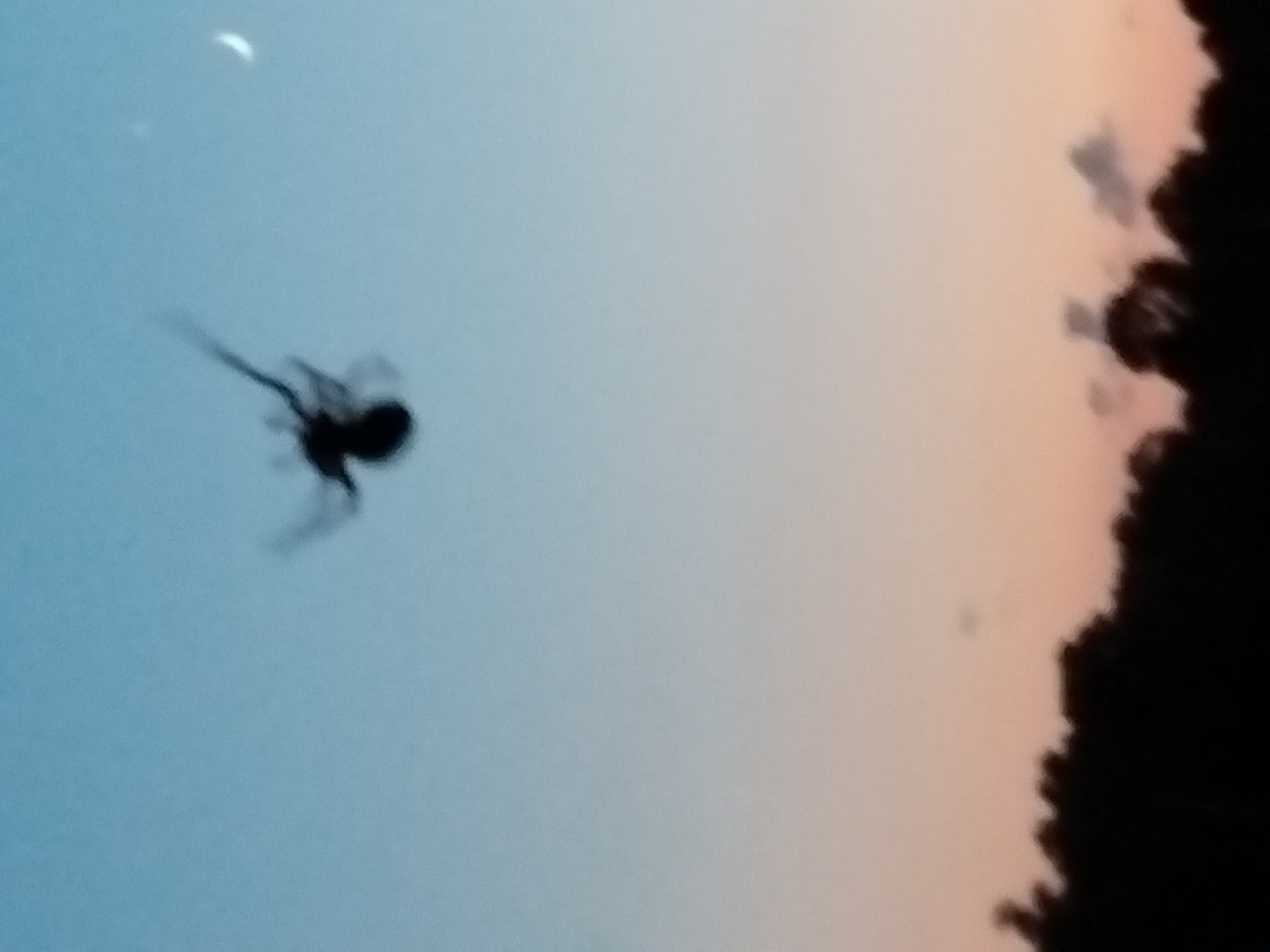 The image depicts a silhouette of a spider suspended in the air against a twilight sky. The spider appears to be in motion, with its legs splayed outwards. The sky transitions from a pale blue at the top to a soft orange and pink hue near the horizon, indicating either sunrise or sunset. A sliver of the moon is visible in the upper right corner of the frame. The bottom portion of the image is dominated by the dark silhouette of a treeline, suggesting the scene is set in an outdoor environment, possibly a park or a wooded area. There is no discernible city location mentioned or identifiable within the image itself.