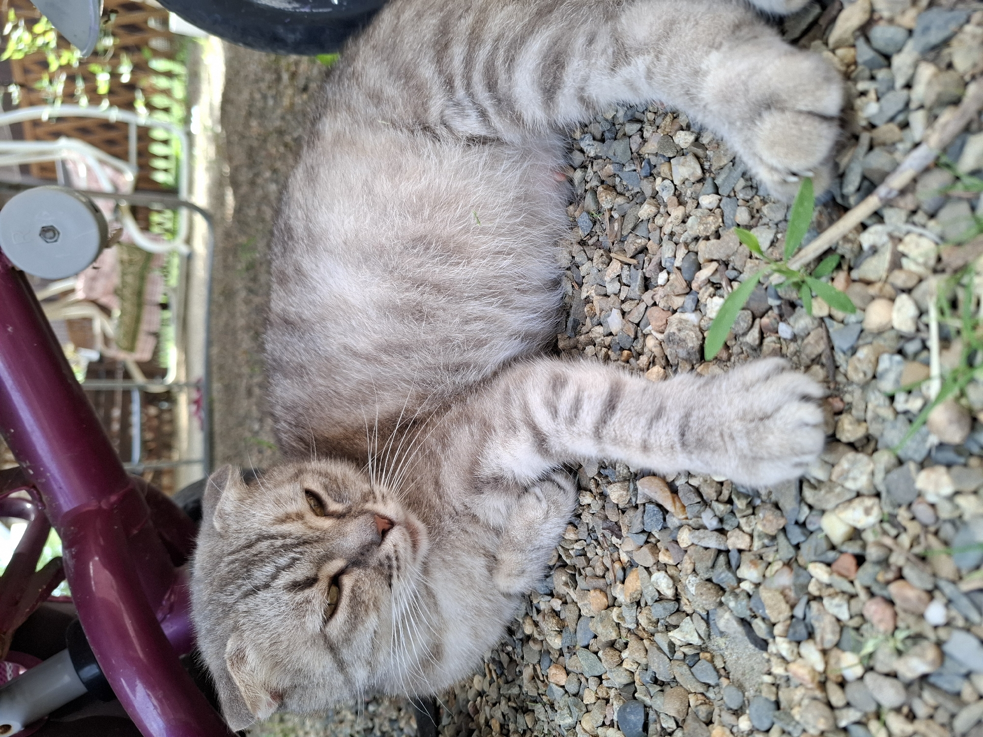 A grey tabby cat with folded ears lies on a gravel surface, partially shaded by a dark purple metal structure. The cat is resting on its side, with its front paws crossed and its hind legs extended. Its eyes are partially closed, and it appears relaxed. In the background, blurry objects suggest an outdoor setting with some vegetation and possibly furniture.