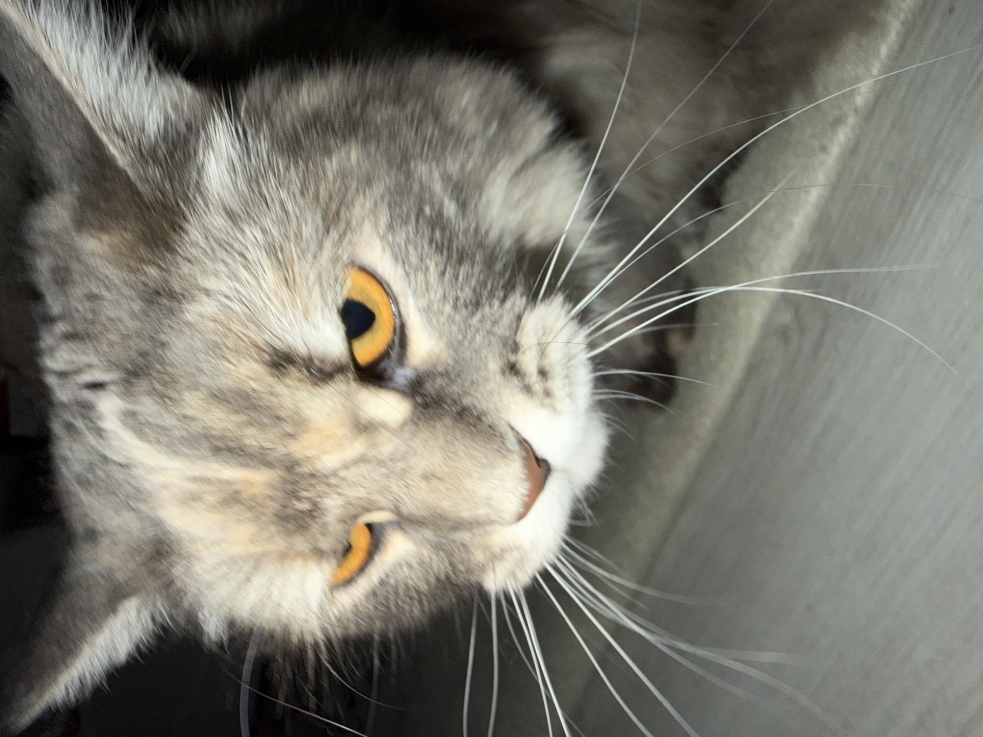 This is a close-up, rotated, eye-level shot of a domestic cat. The cat has a dilute calico coat pattern, with patches of grey, cream, and tan fur. Its eyes are a striking amber color with dark pupils. Long, white whiskers fan out from its muzzle. The cat appears to be looking upwards and to the right of the frame. The background is out of focus and appears to be a textured, light-colored surface, possibly a piece of furniture or a scratching post, with a darker area on the left. The lighting suggests it could be indoors, possibly during the day or with artificial light. No text is visible in the image. The scene is intimate and focuses on the cat's face, highlighting its features and gaze.